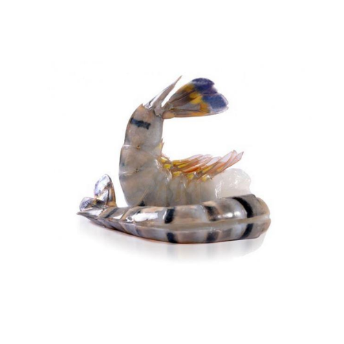 SCAMPI BT 16/20 EZP RC - 800 GR - EPIC