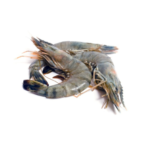 GAMBA BT 2/4 - 800 GR - EPIC