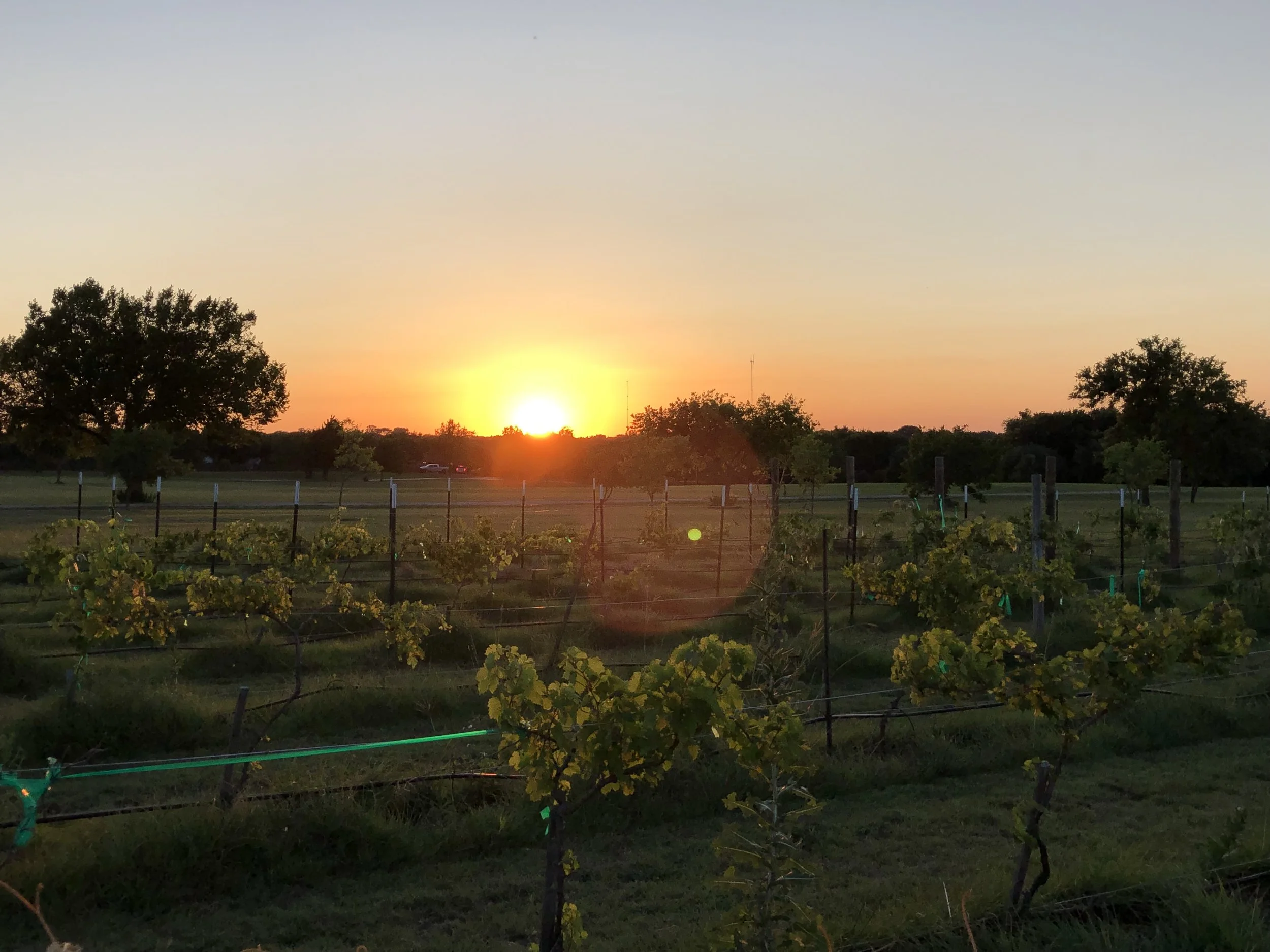 sunset over the vineyard