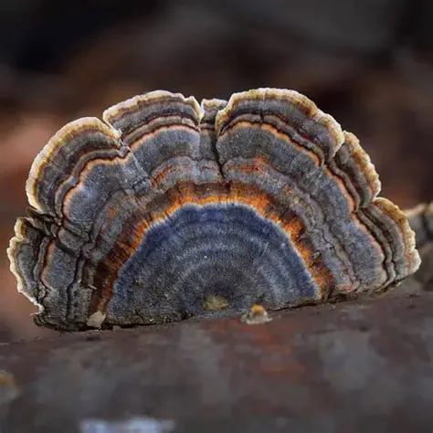 The Mushroom They Keep Trying To Ban