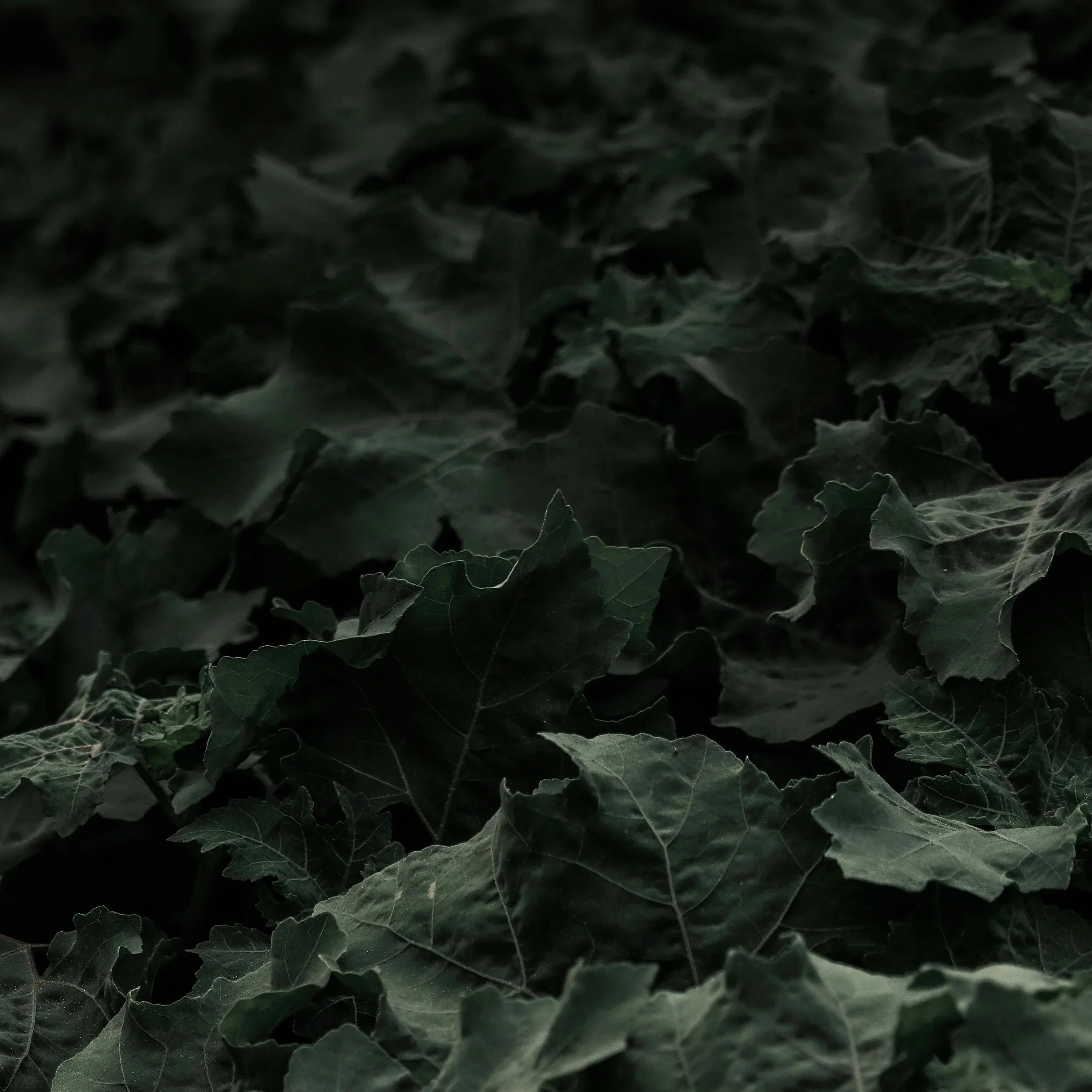 Iron Supplements Without the Side Effects | The Apothecary 27 Iron Complex