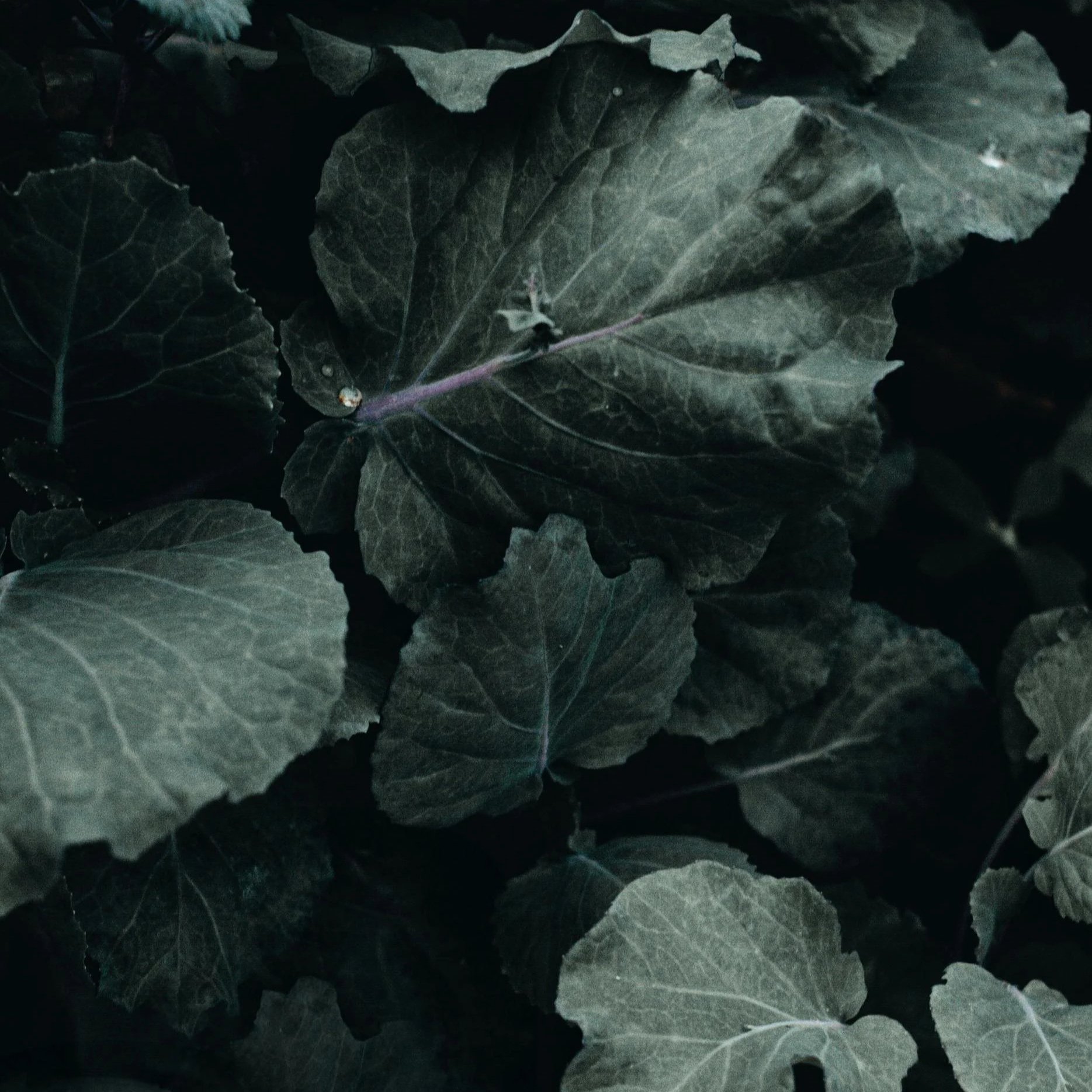 Magnesium | Why Most People Are Deficient + How to Choose the Right Supplement