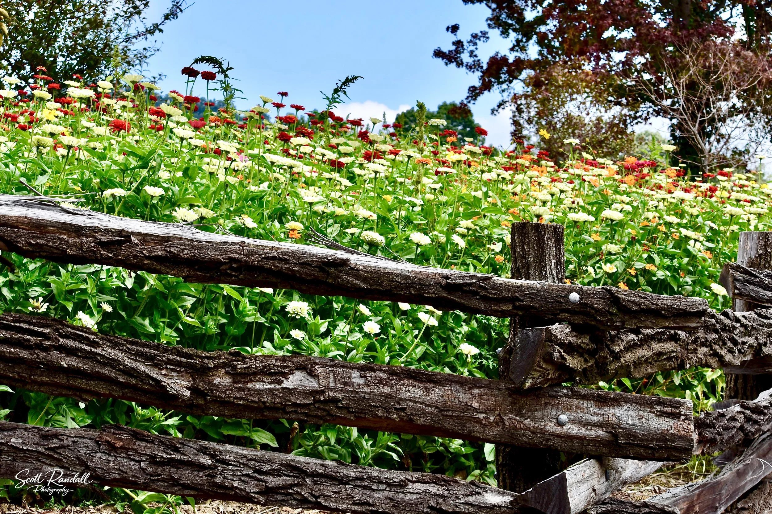 "Carolina Wildflowers". Roadside capture of a mixture of Carolina wildflowers.  