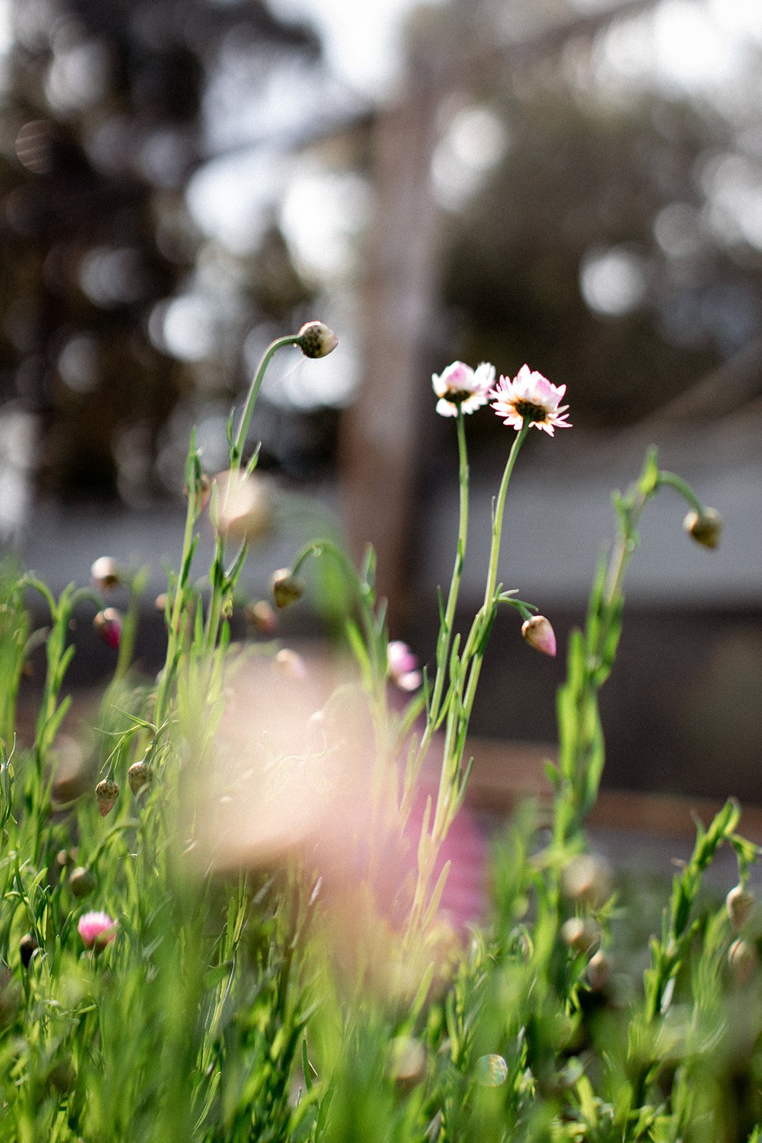 Tasmanian flower farm
