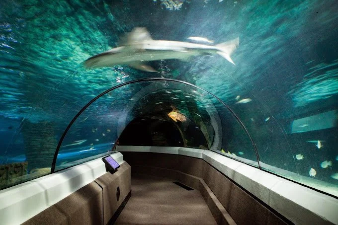 Sea Life Under Water World