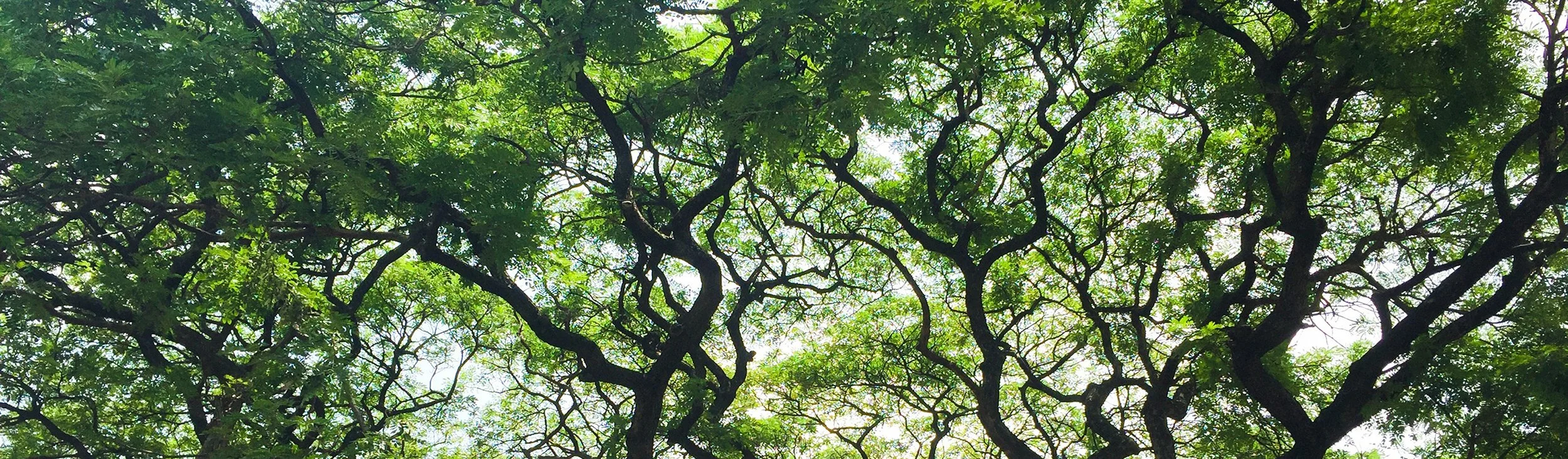 Tree Loyalty LLC gallery 2