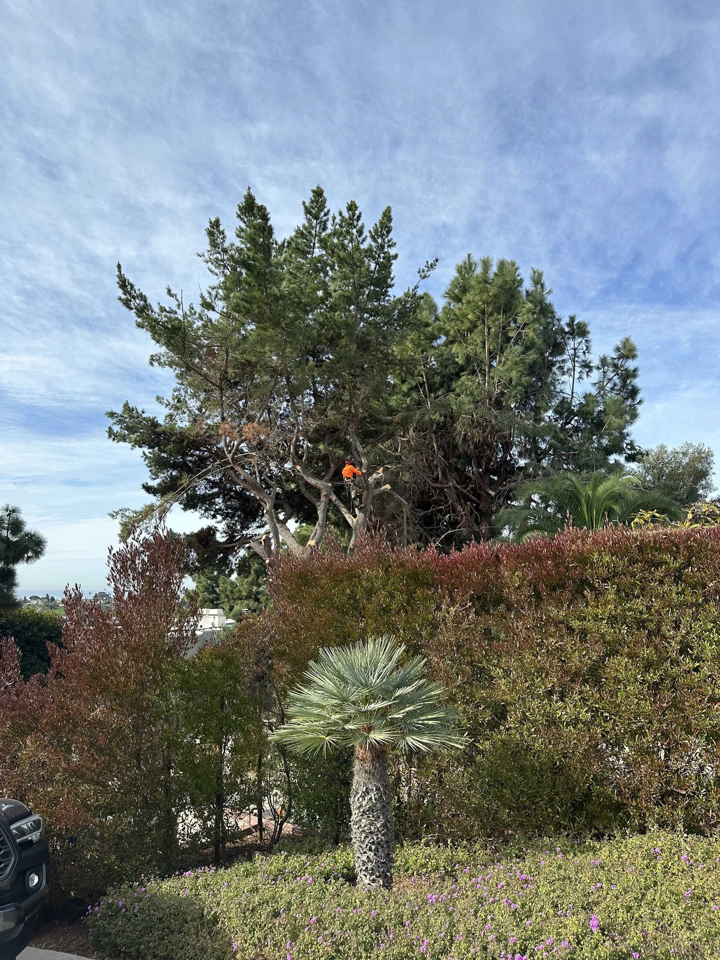 Tree Loyalty LLC gallery 3