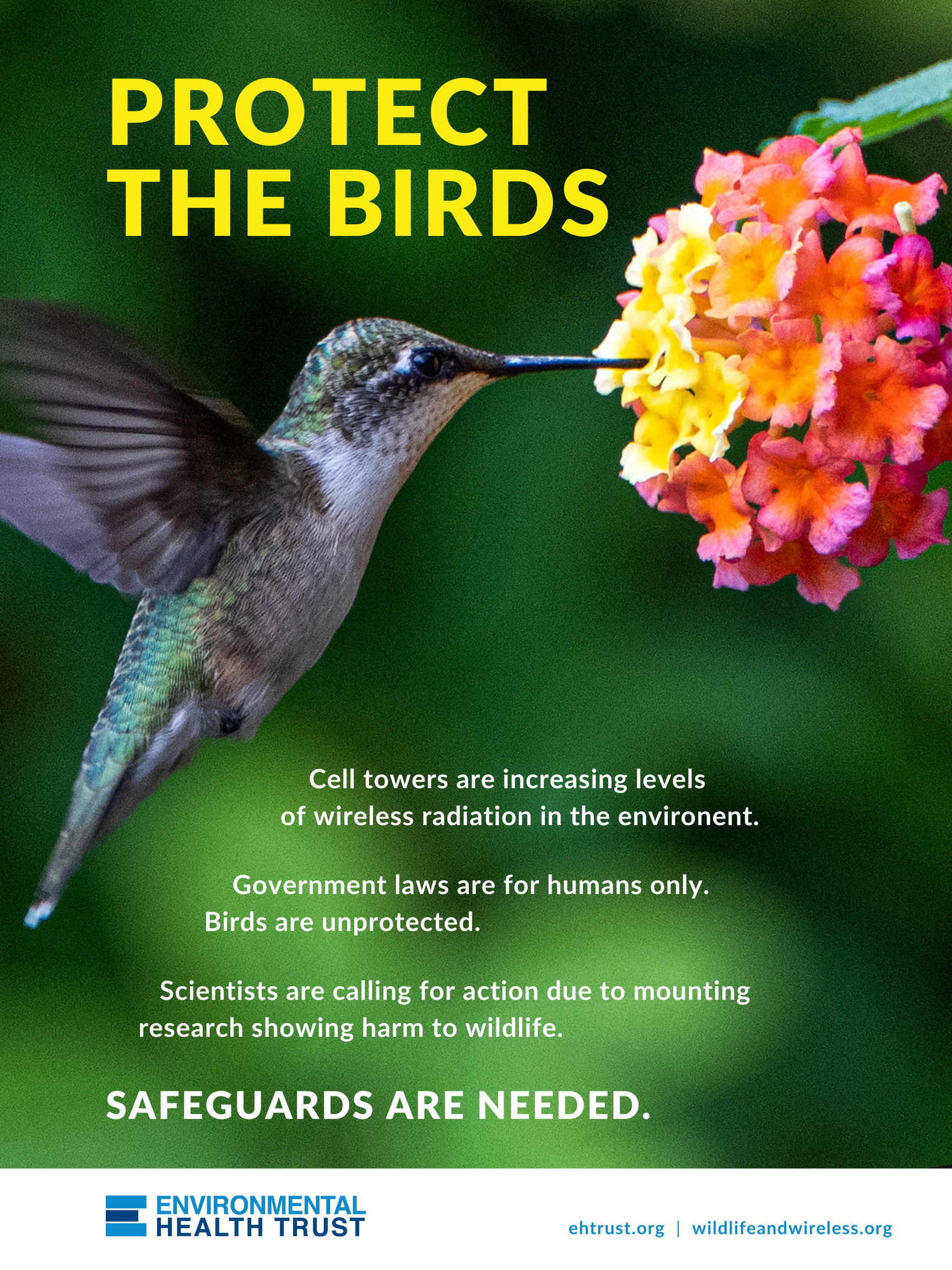 Protect the Birds