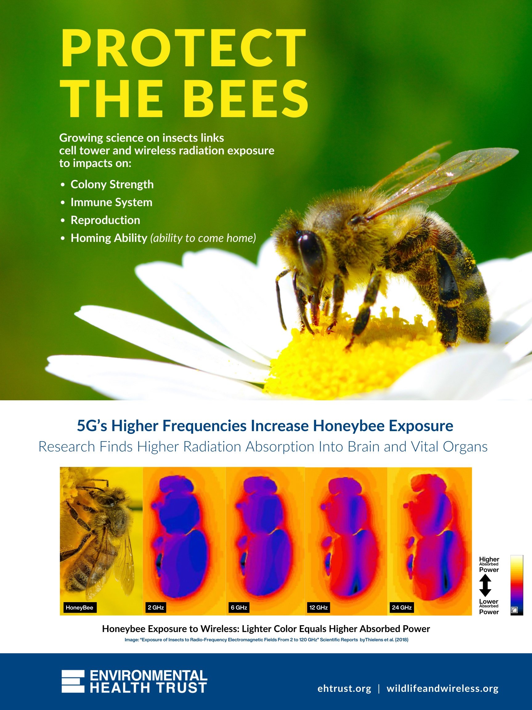 Bees and 5G Radiation 