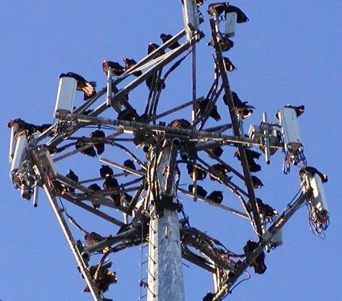 cell tower birds.jpeg
