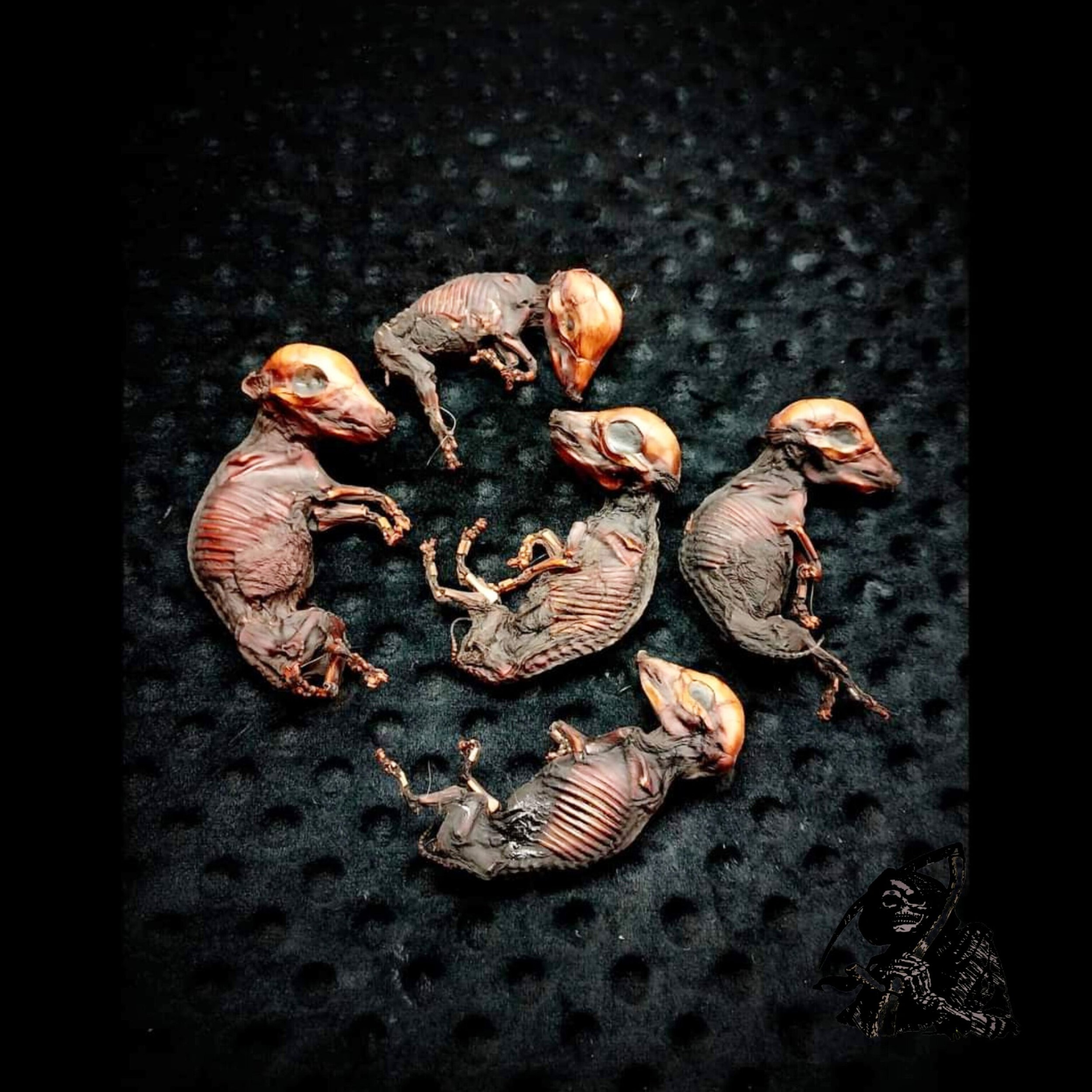 5 Bacon Seeds