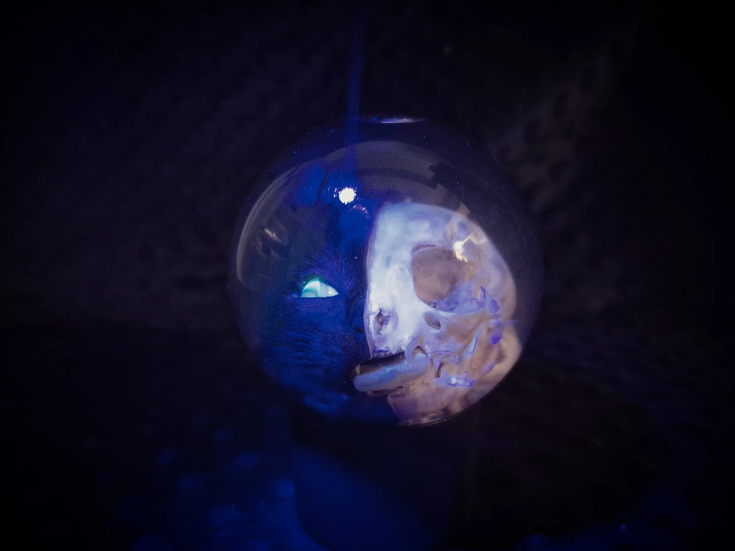 Duality Cat Skull Sphere