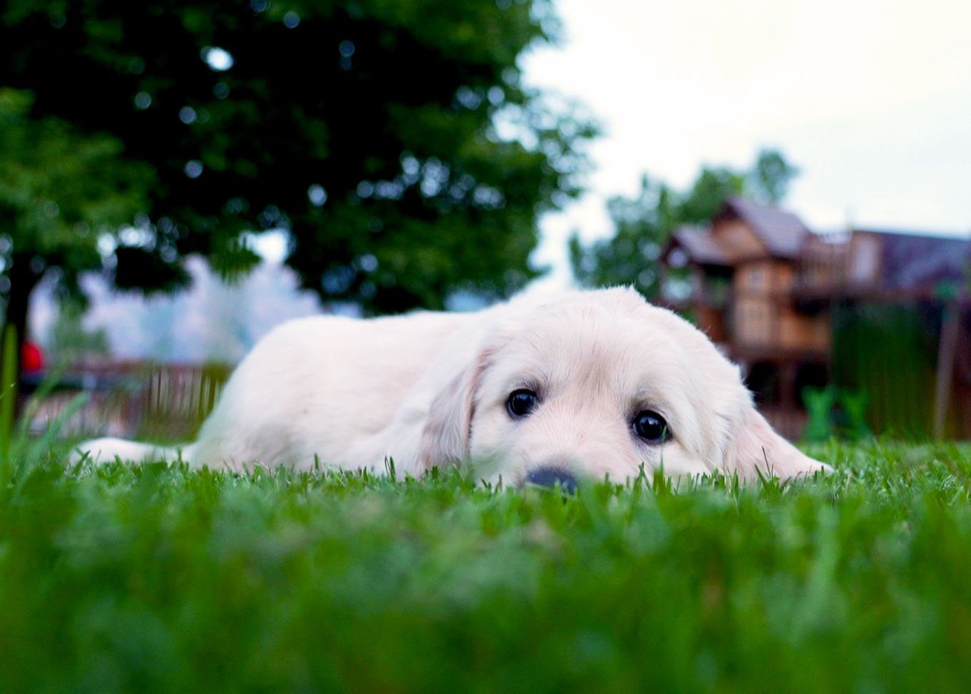 PuppyTime.jpg