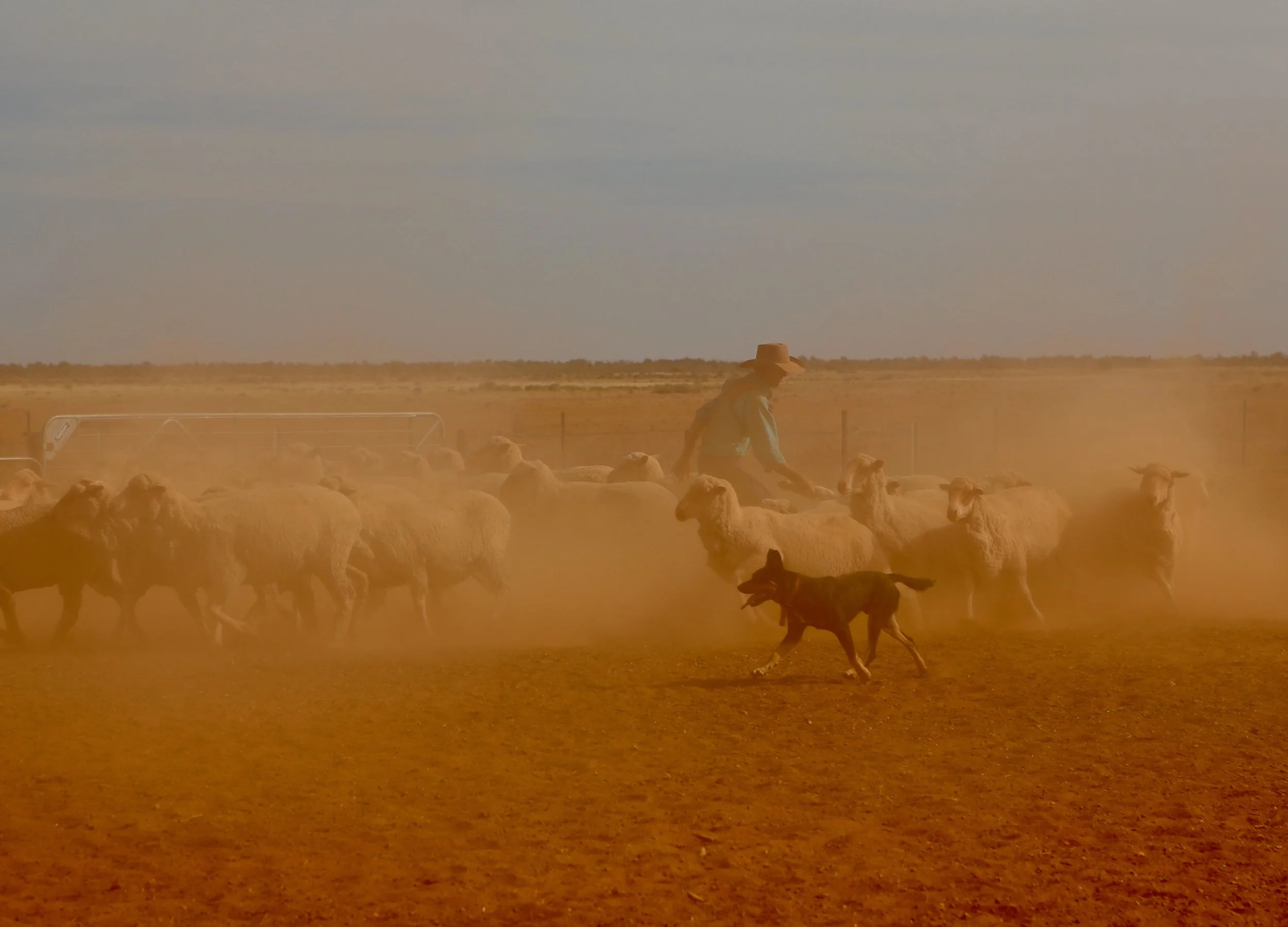 Mutooroo man and dog 4.jpeg