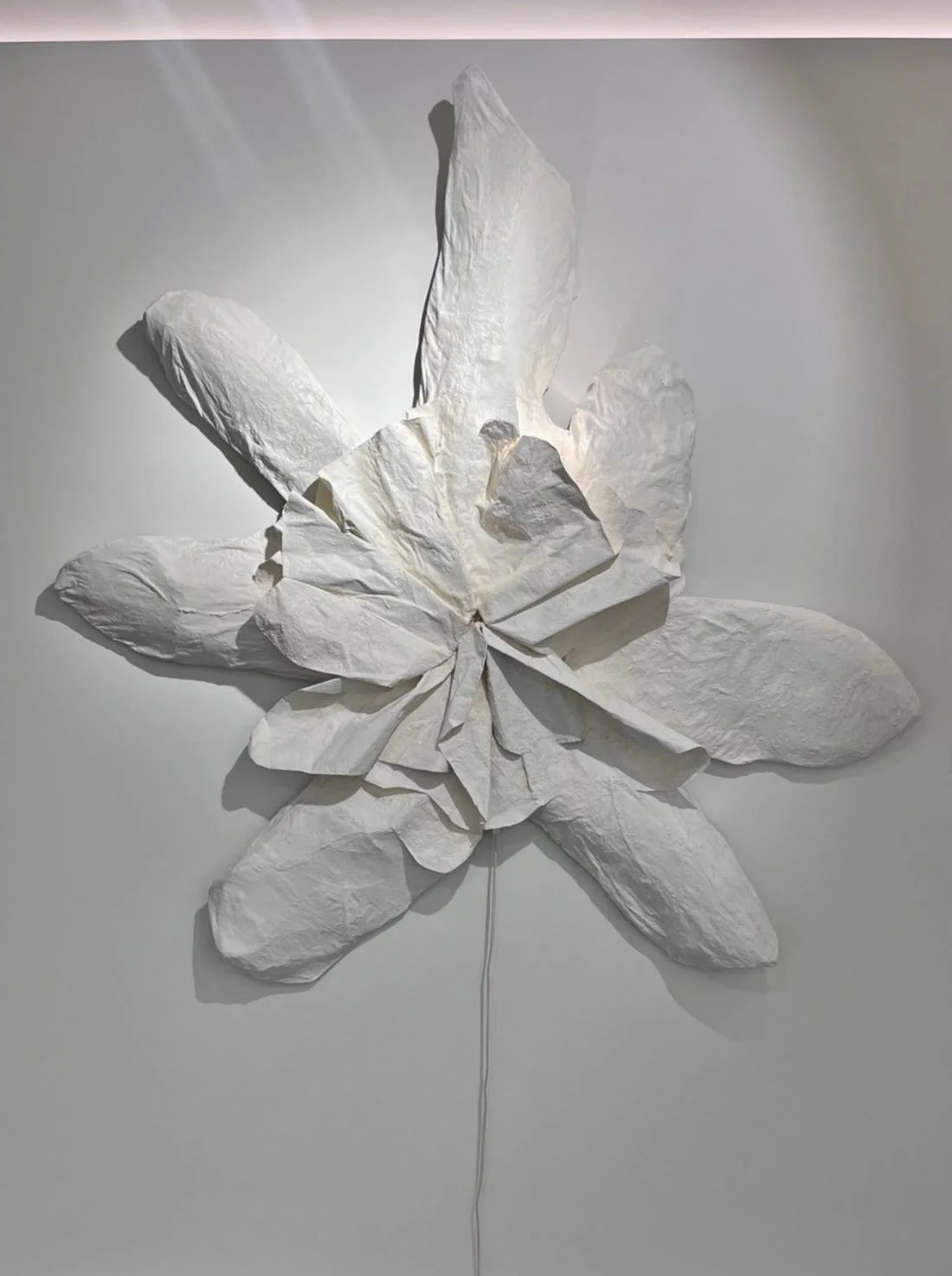 Magnolia Light.jpg
