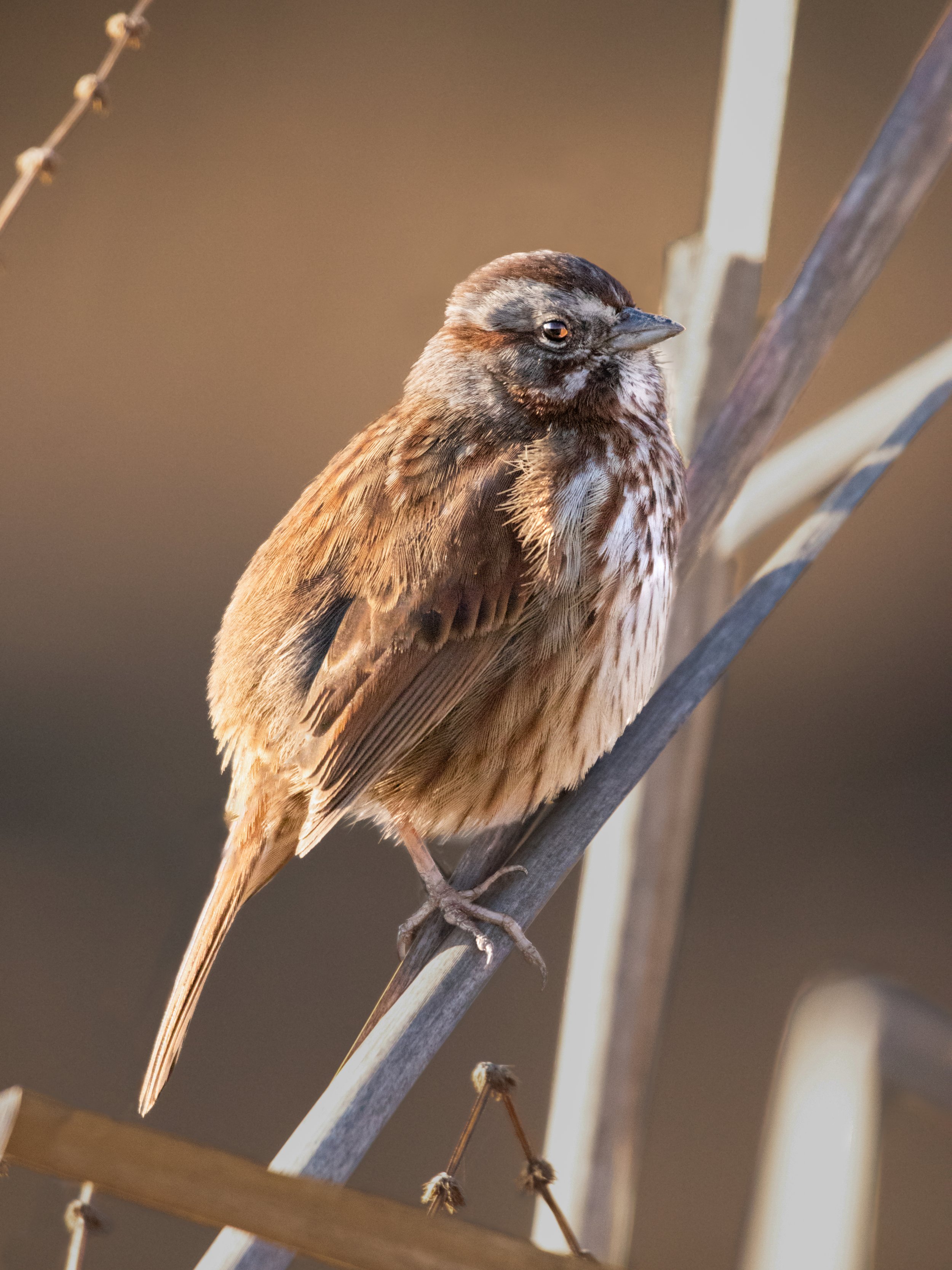 Song Sparrow.jpg