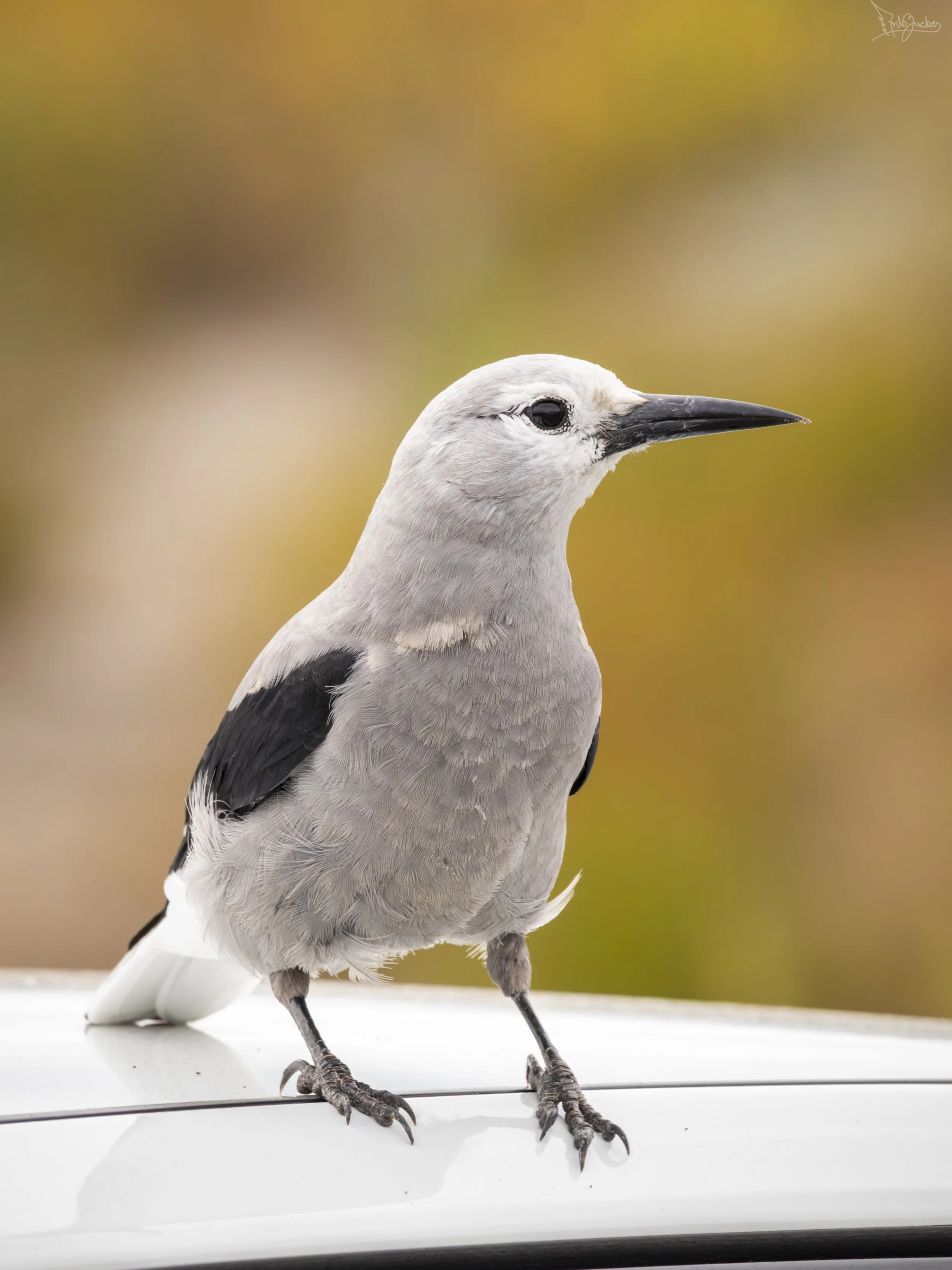 Clark's Nutcracker.jpg