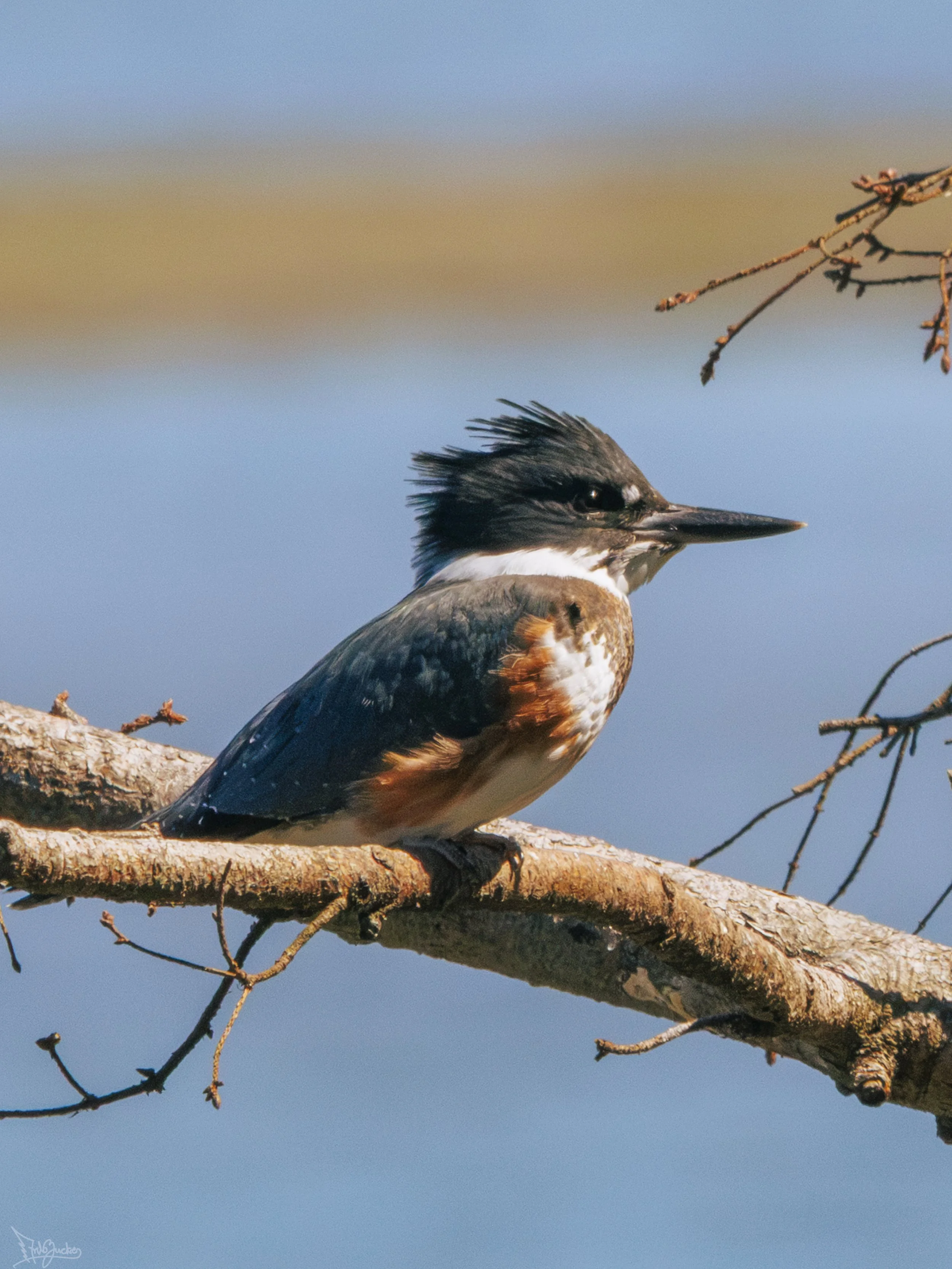 Kingfisher-10.jpg