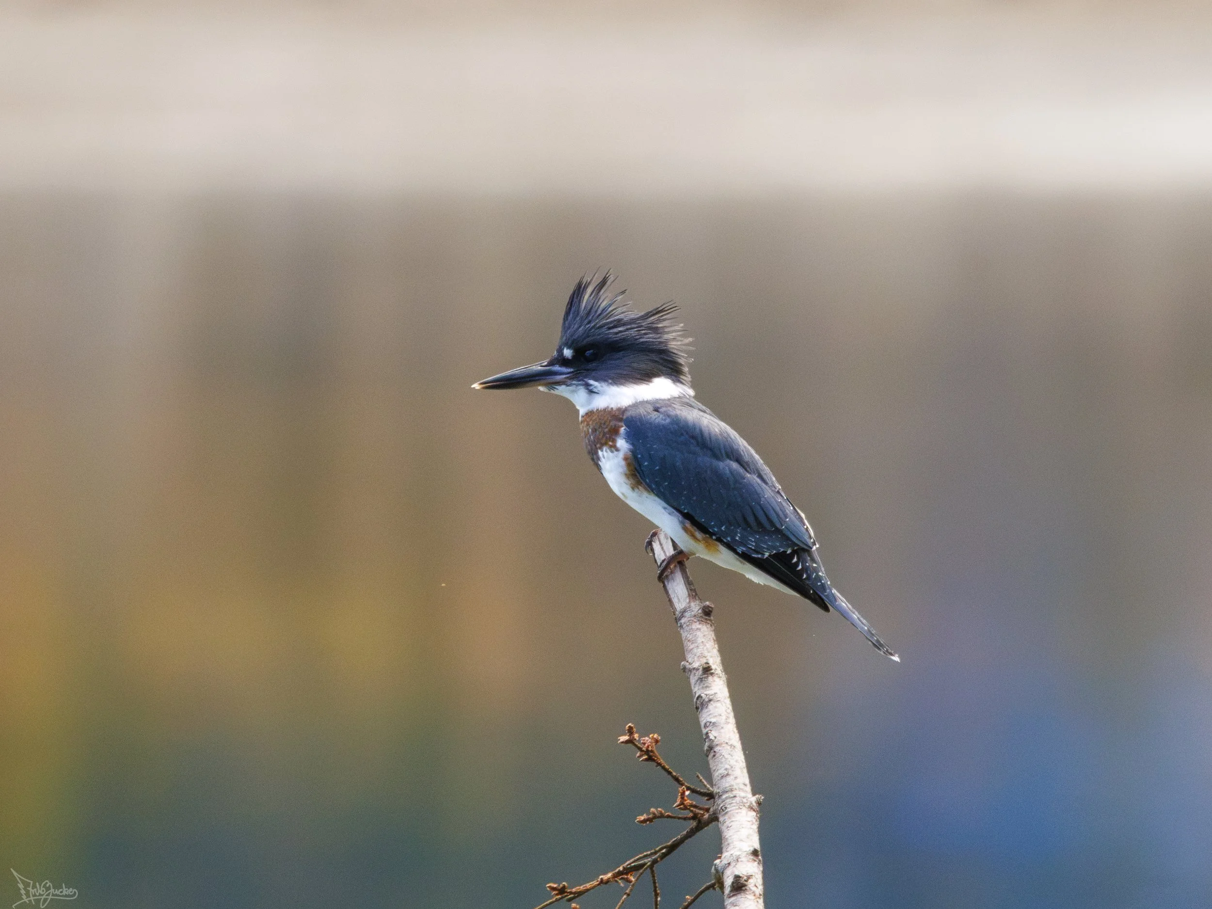 Kingfisher-3.jpg