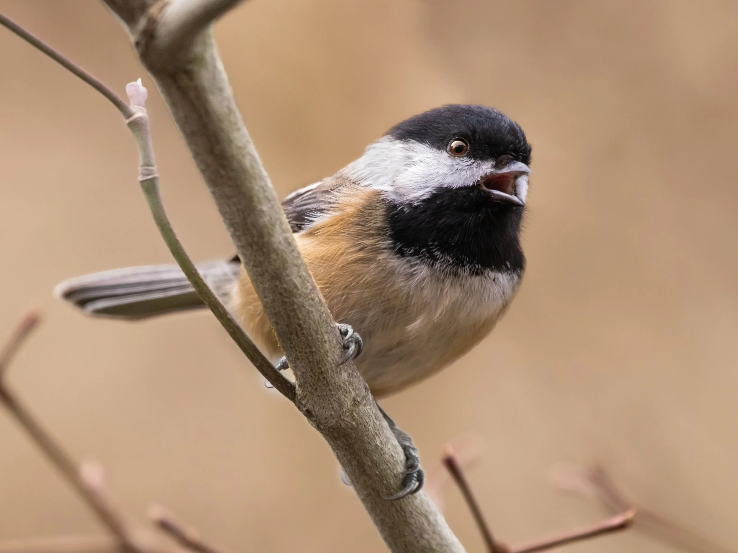 Chickadee Singing.jpg