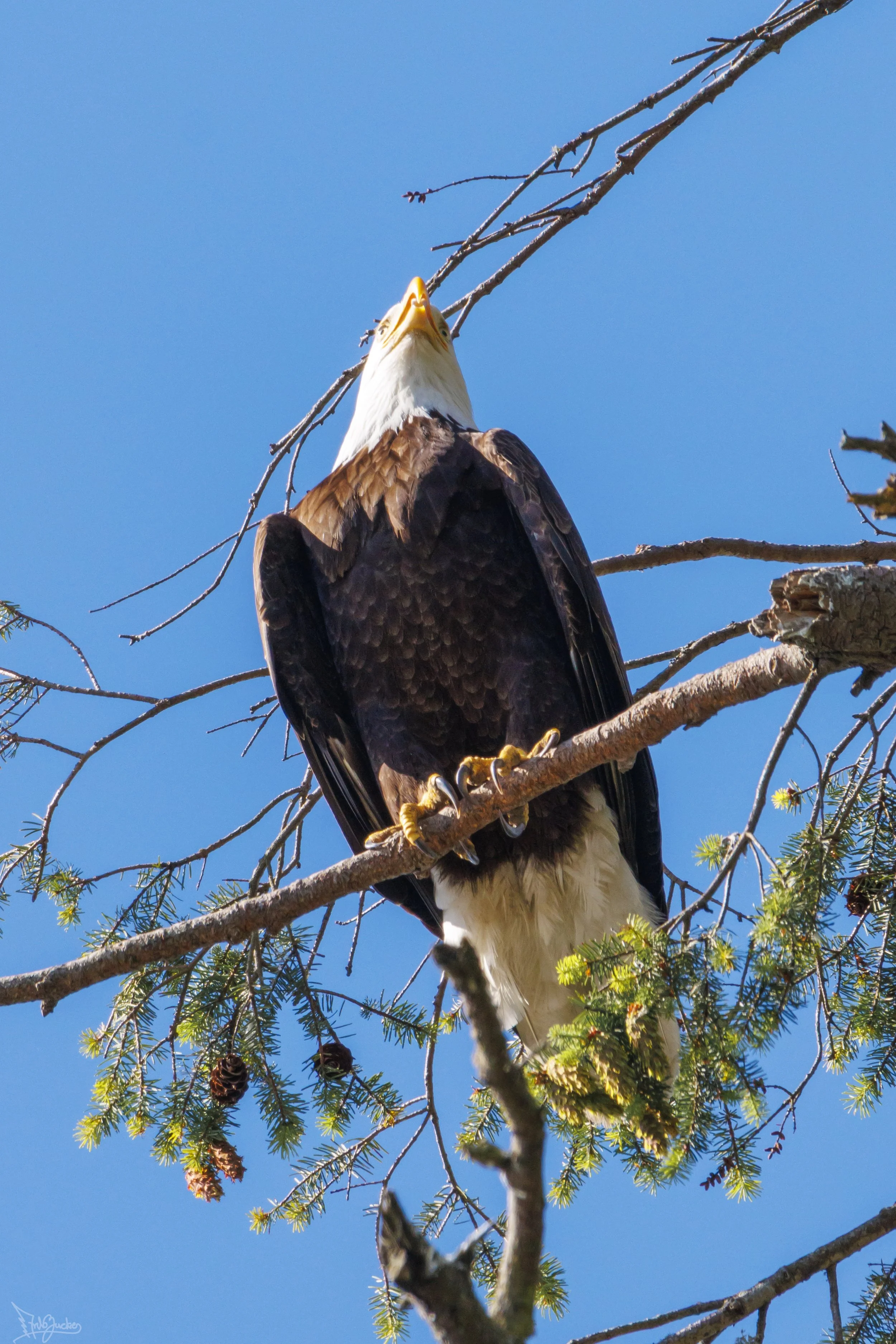 Eagle-2.jpg