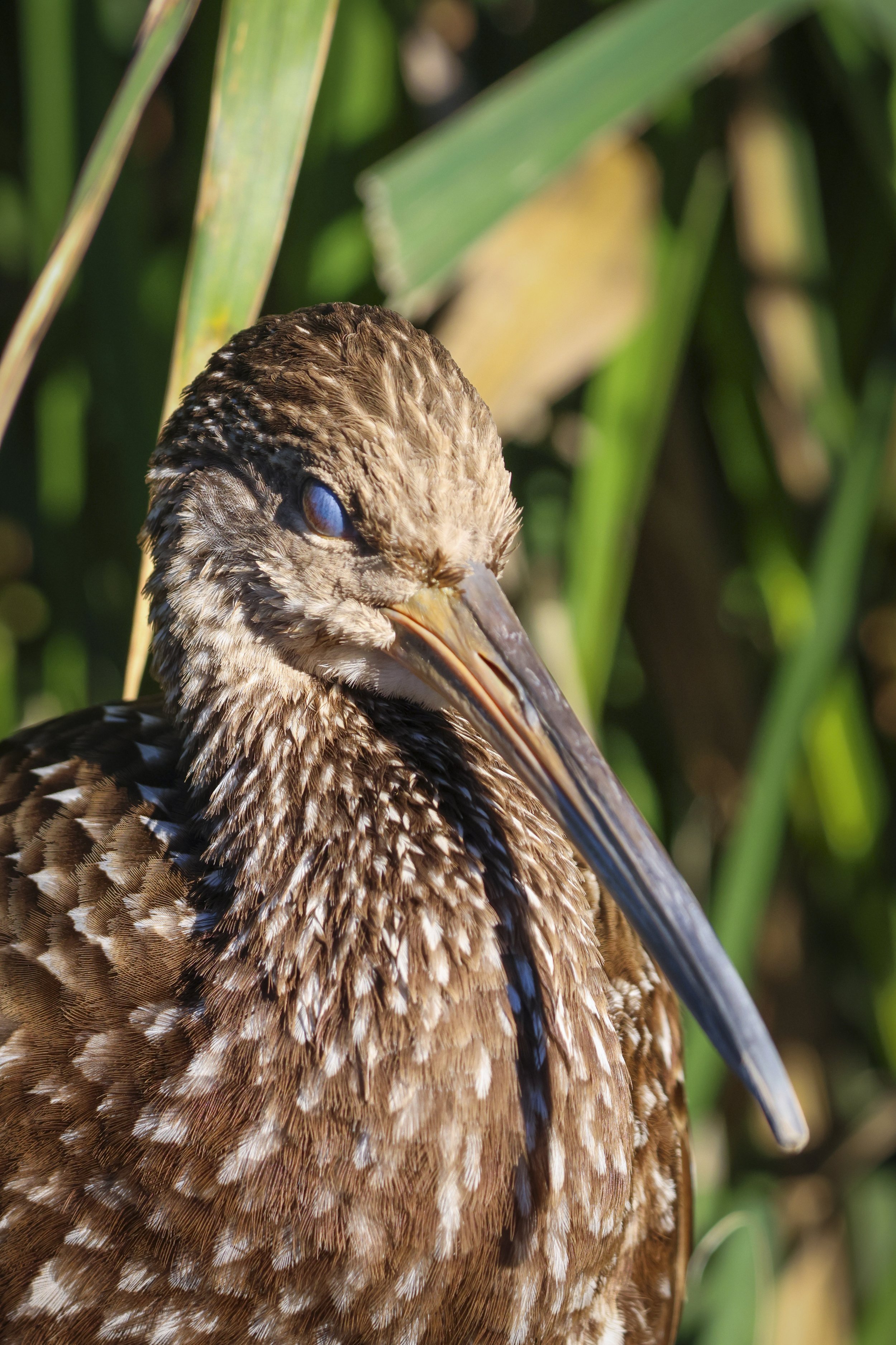 Limpkin 1.jpg