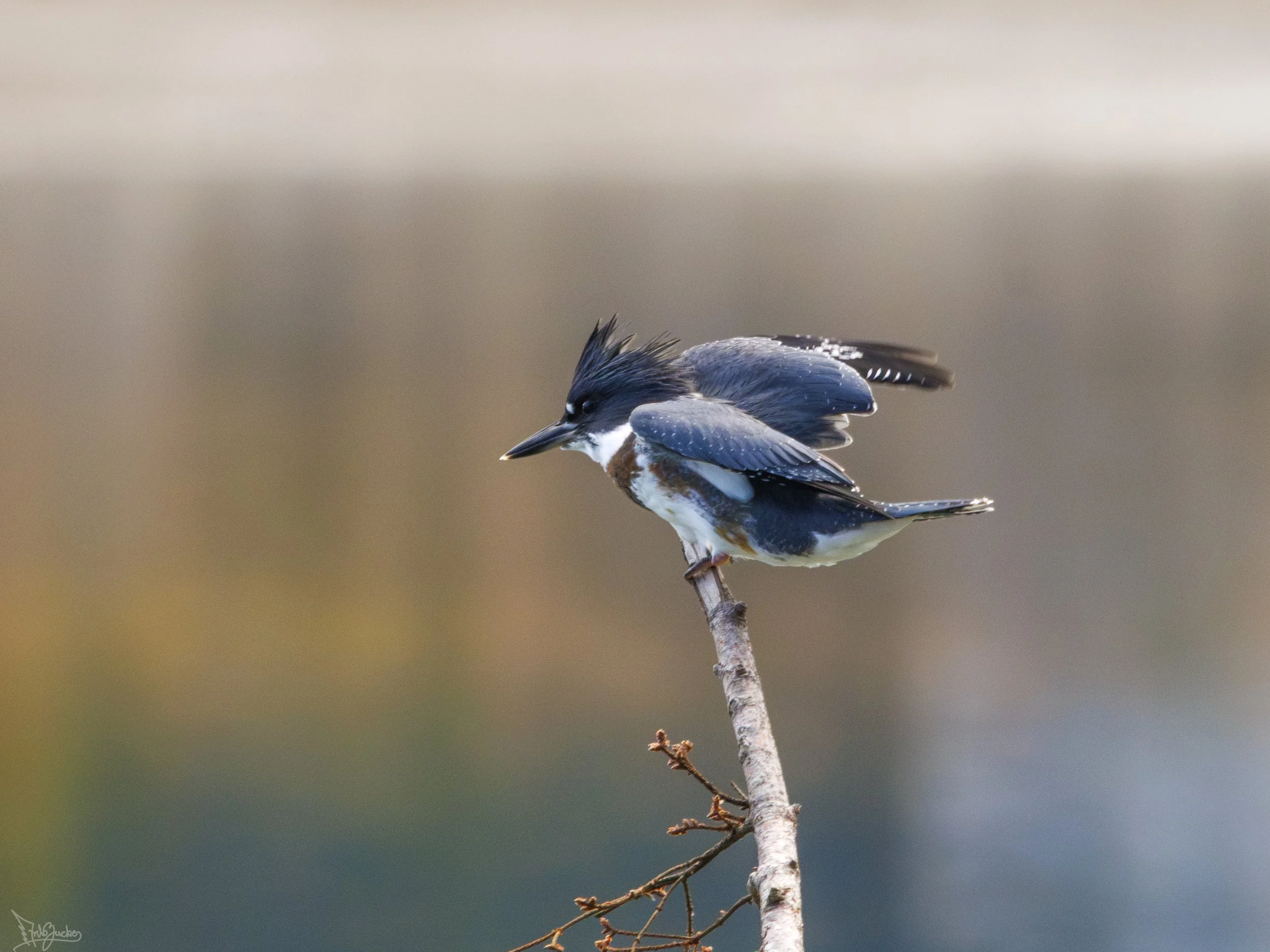 Kingfisher-2.jpg