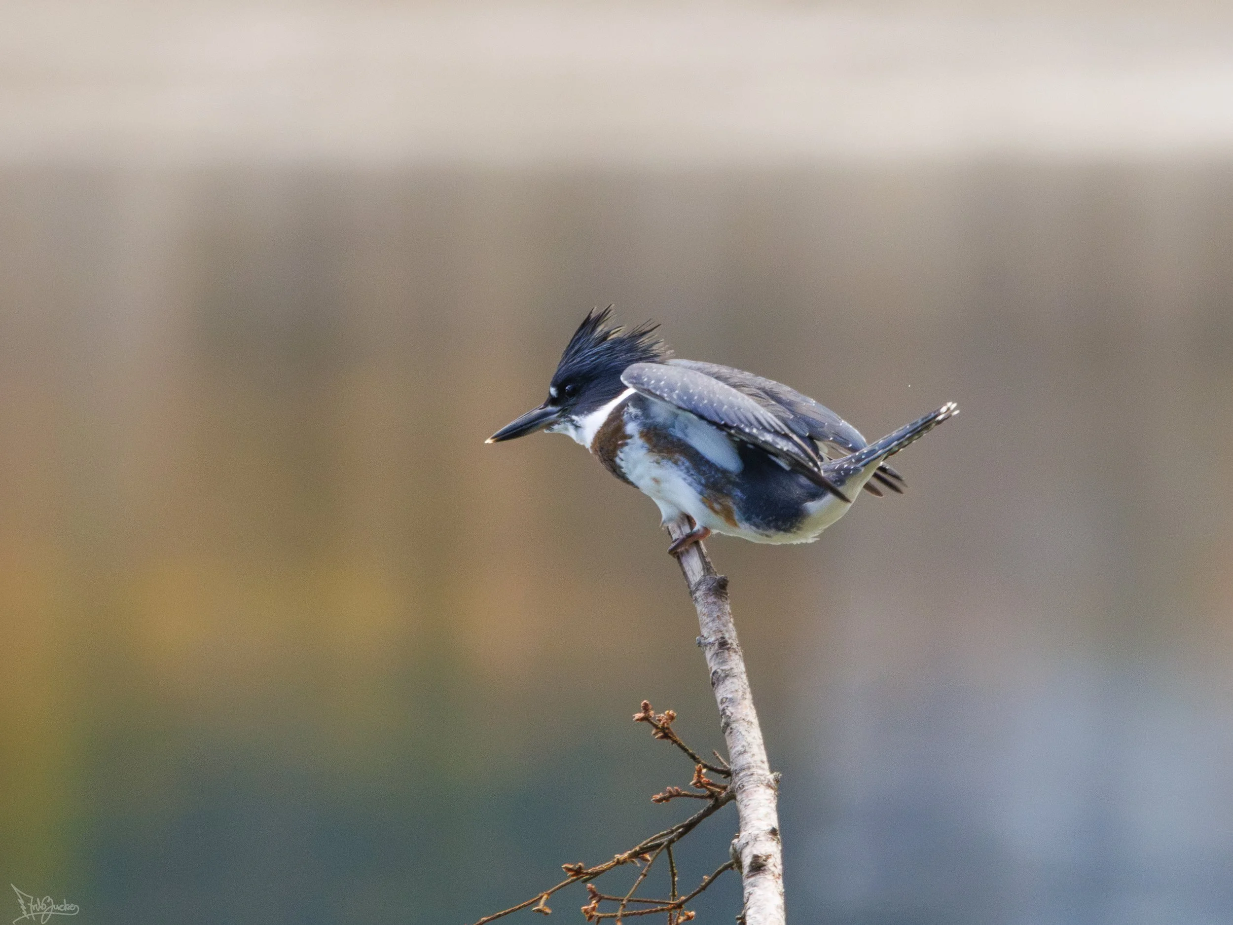 Kingfisher.jpg