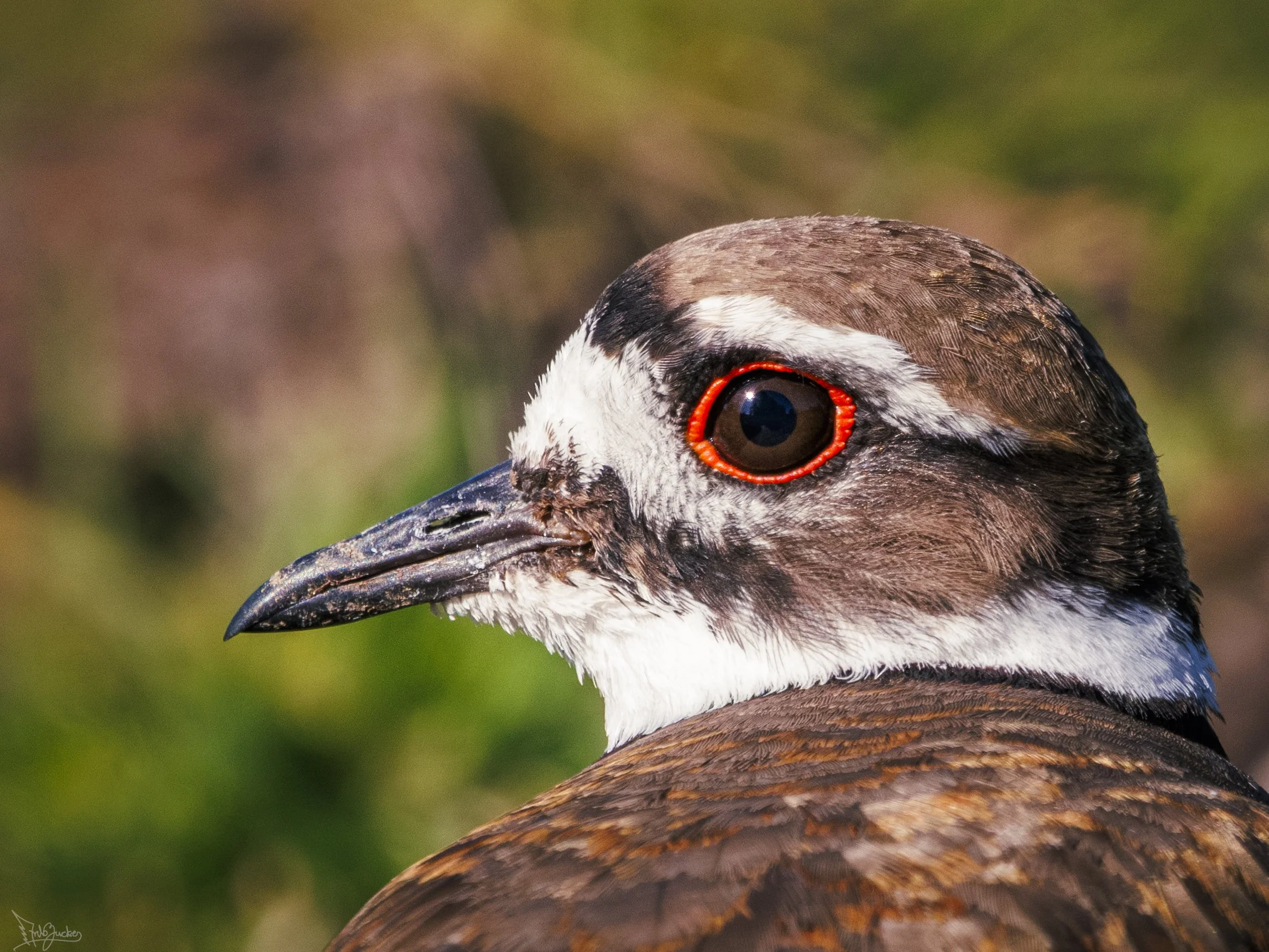 Killdeer Portrait.jpg