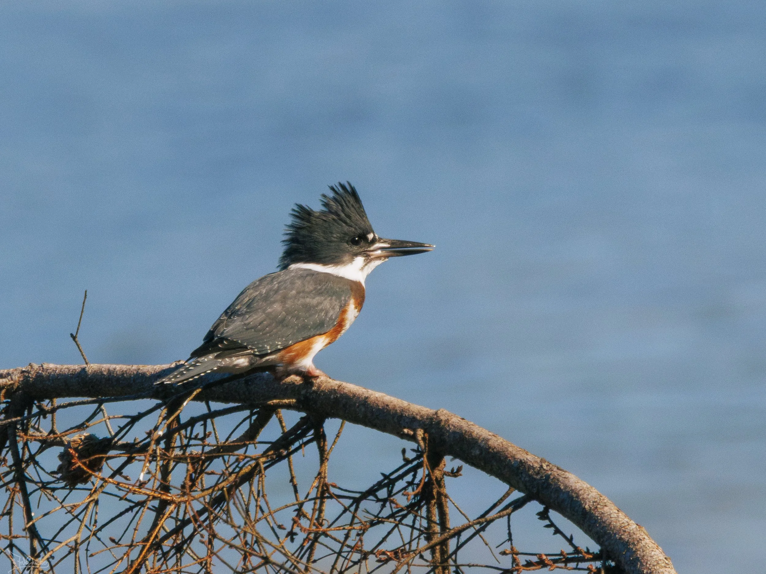 Kingfisher-7.jpg