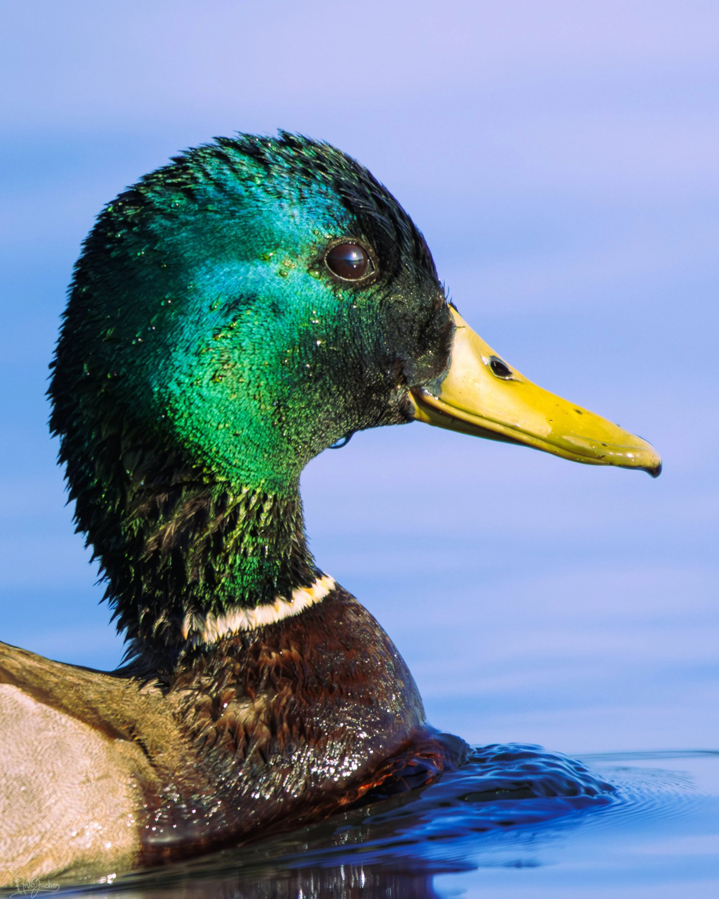 Mallard Portrait.jpg