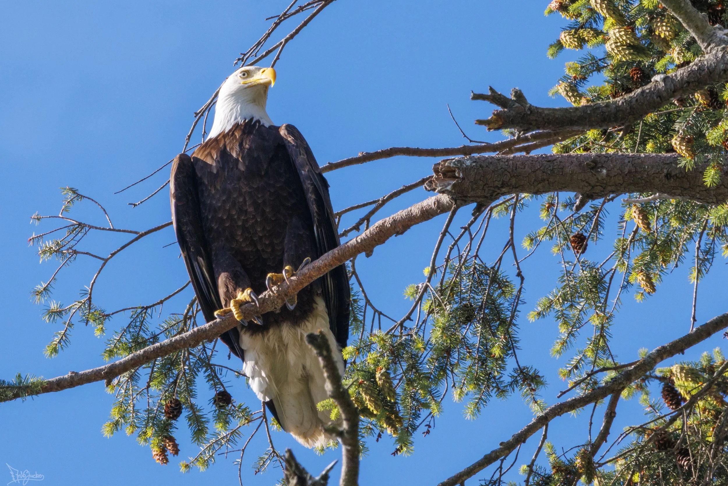 Eagle-3.jpg