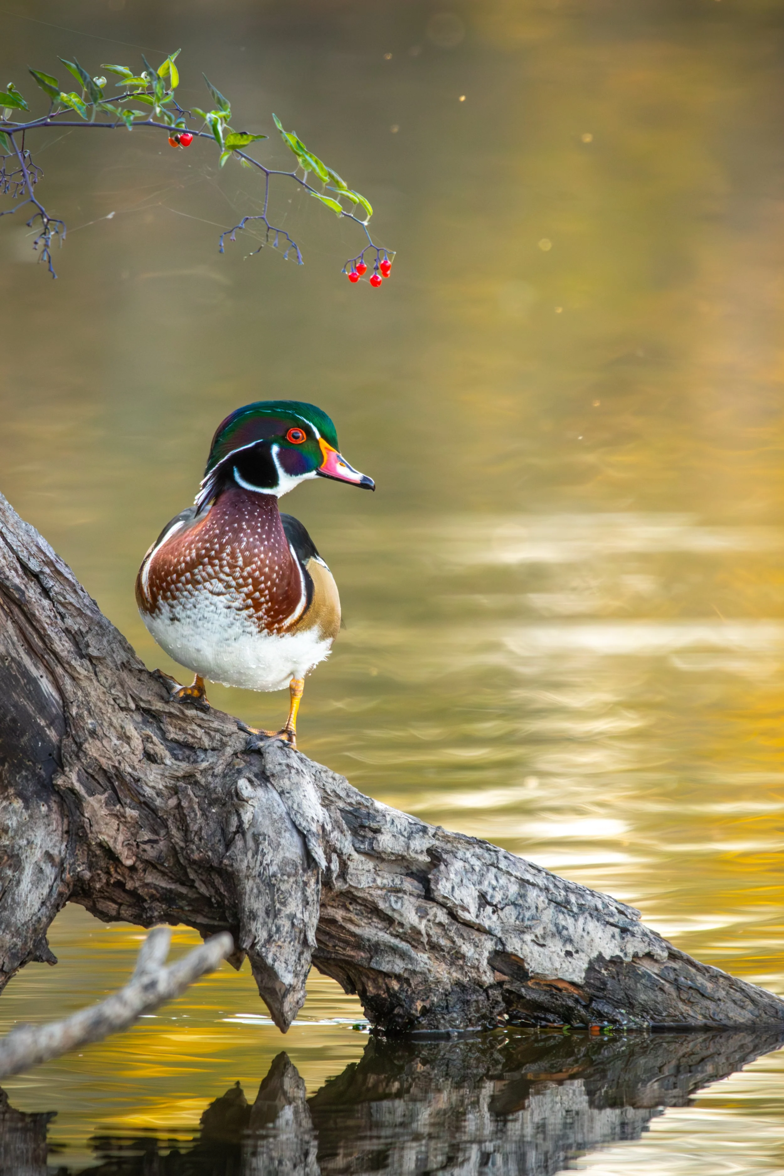 Wood Duck Pose.jpg
