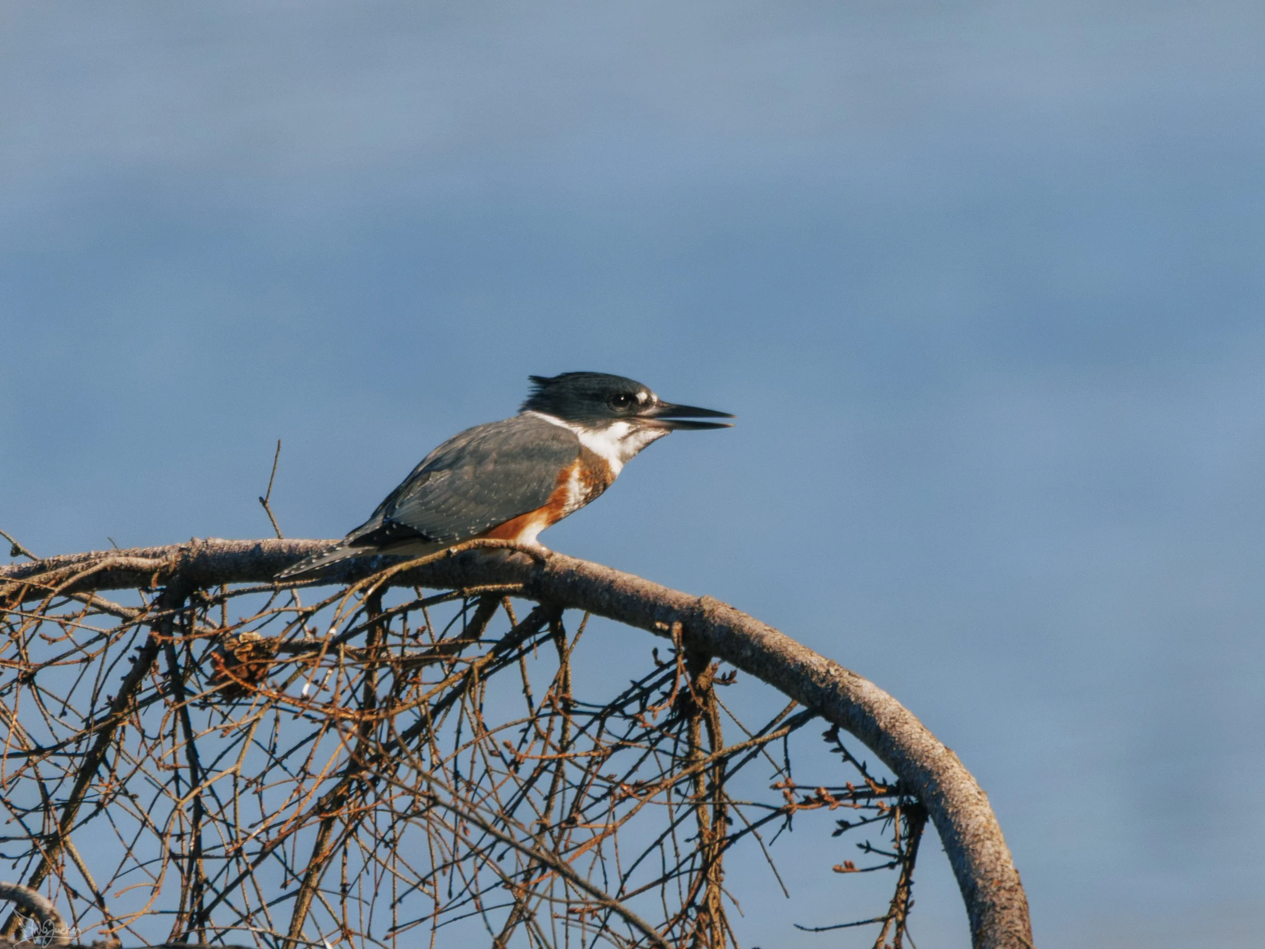 Kingfisher-4.jpg