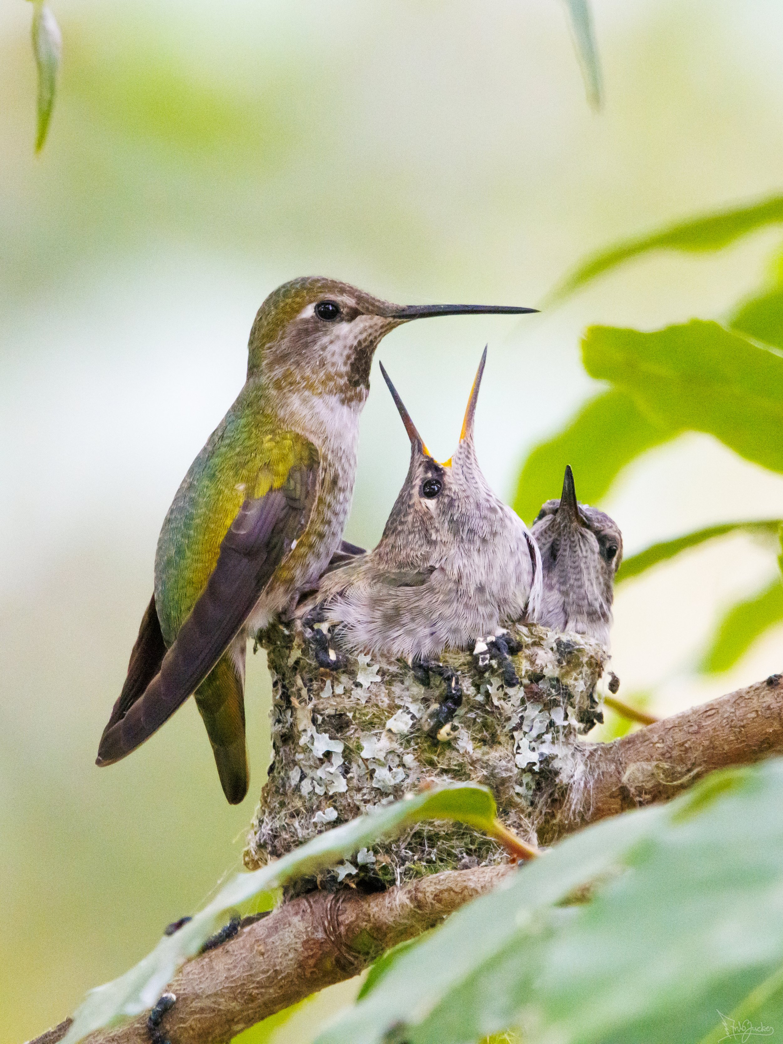 Annas Nest Best-2.jpg