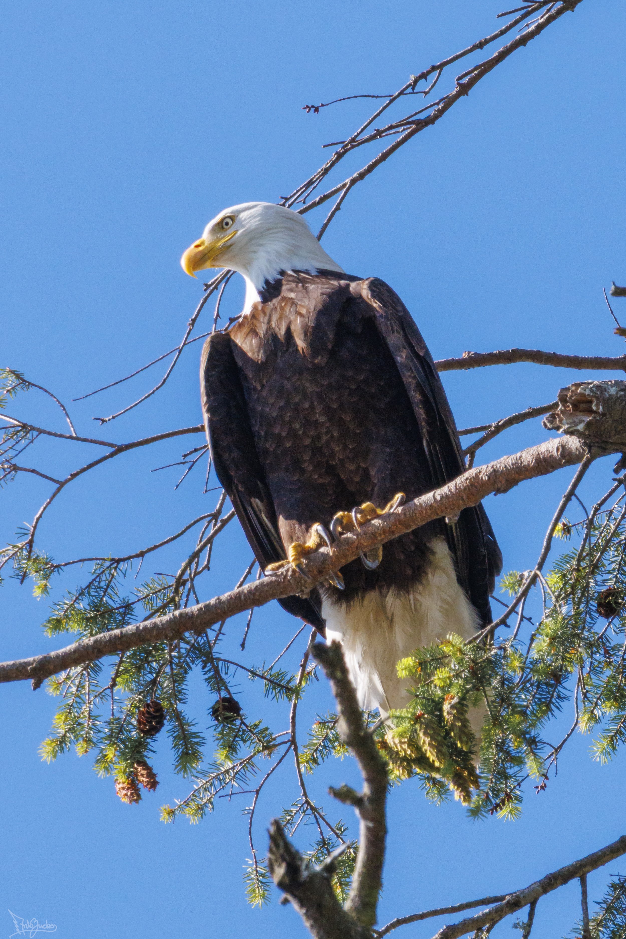 Eagle.jpg