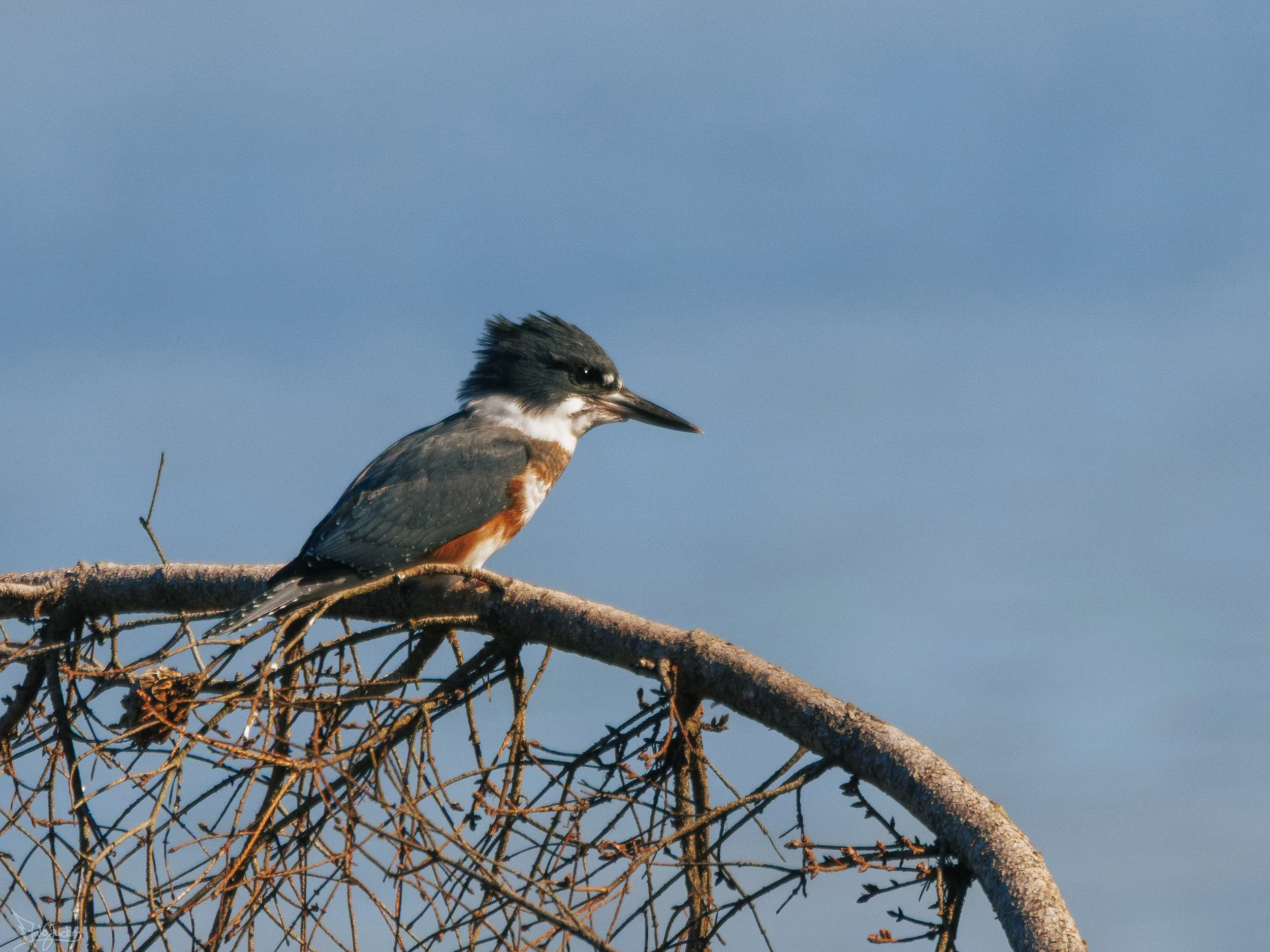 Kingfisher-5.jpg
