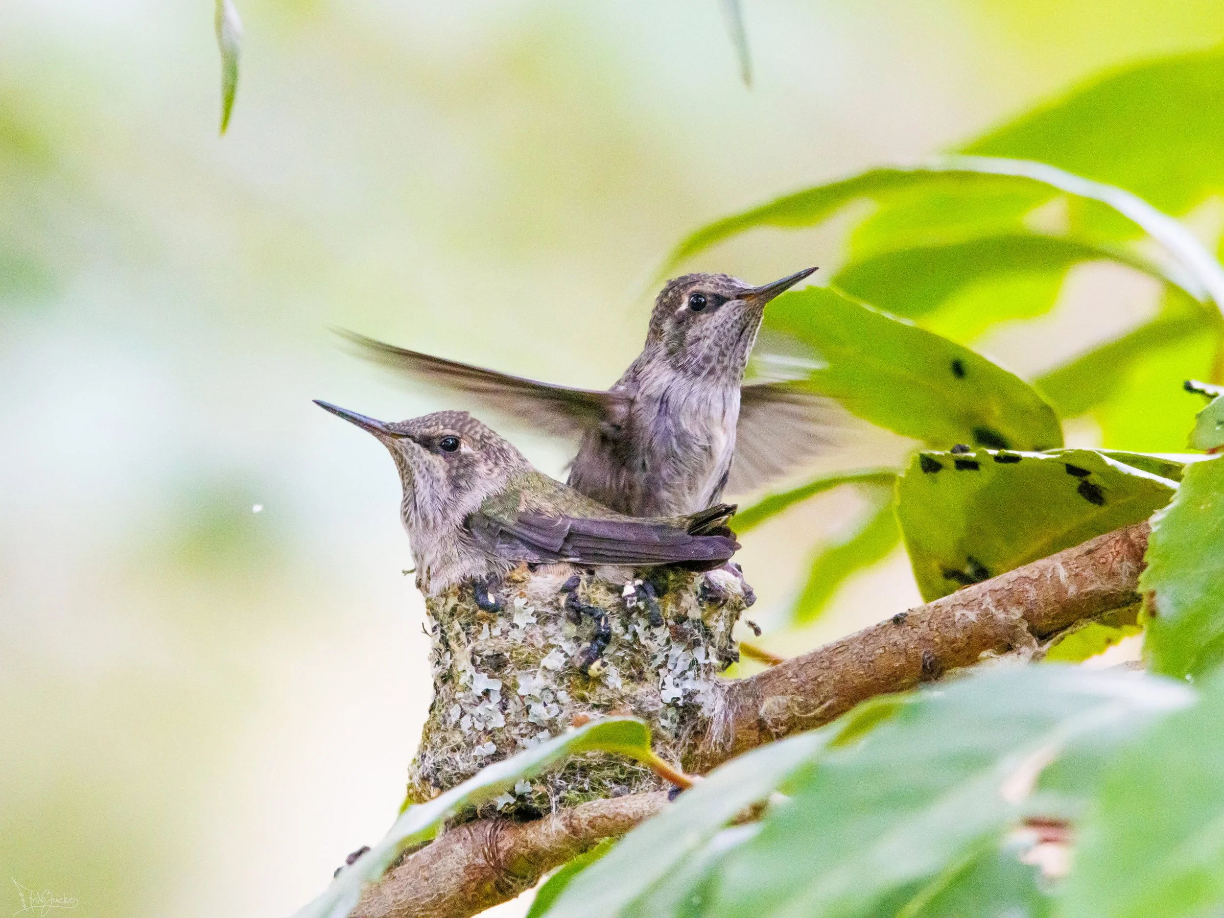 Annas Nest Best-3.jpg