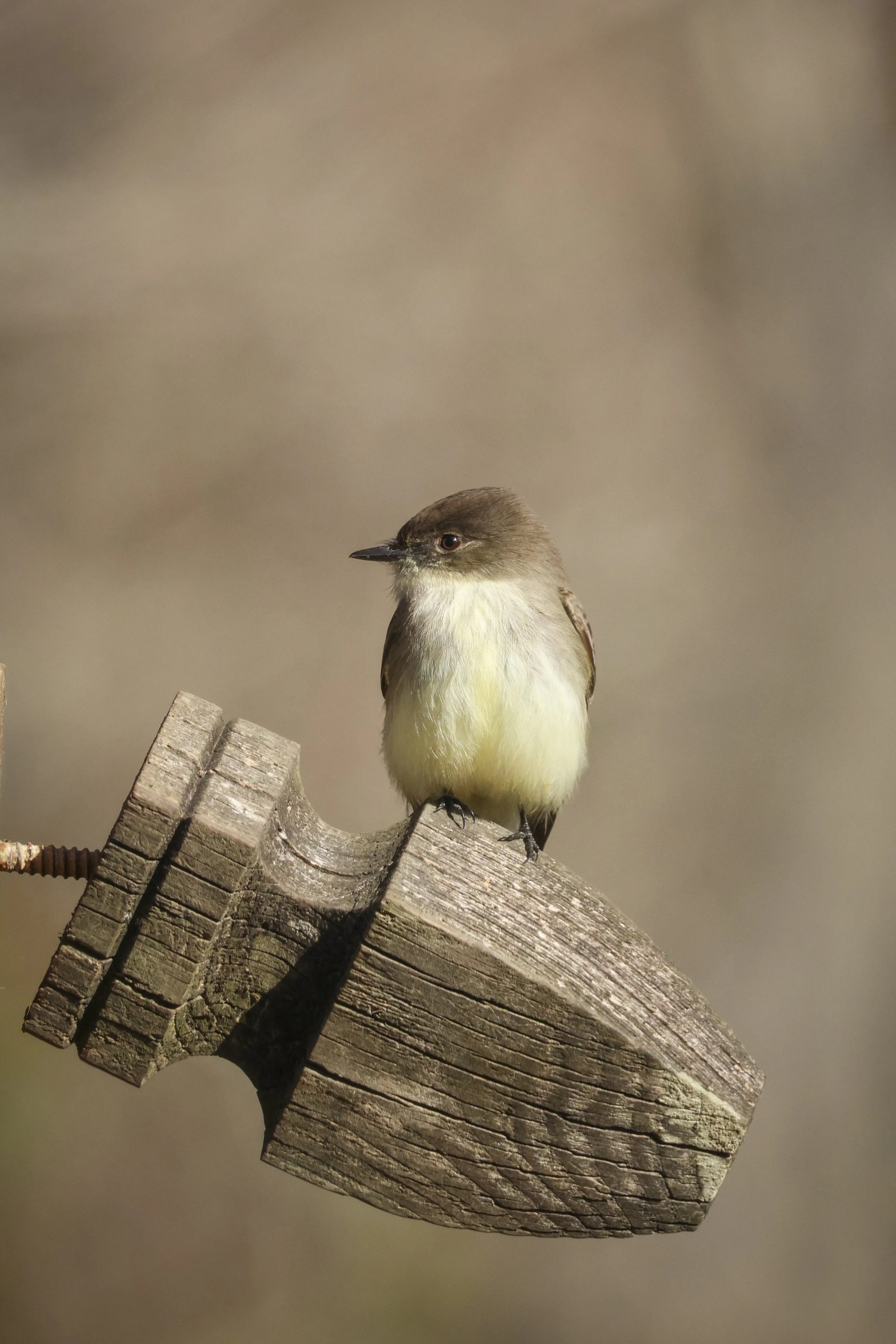 Eastern Phoebe.jpg