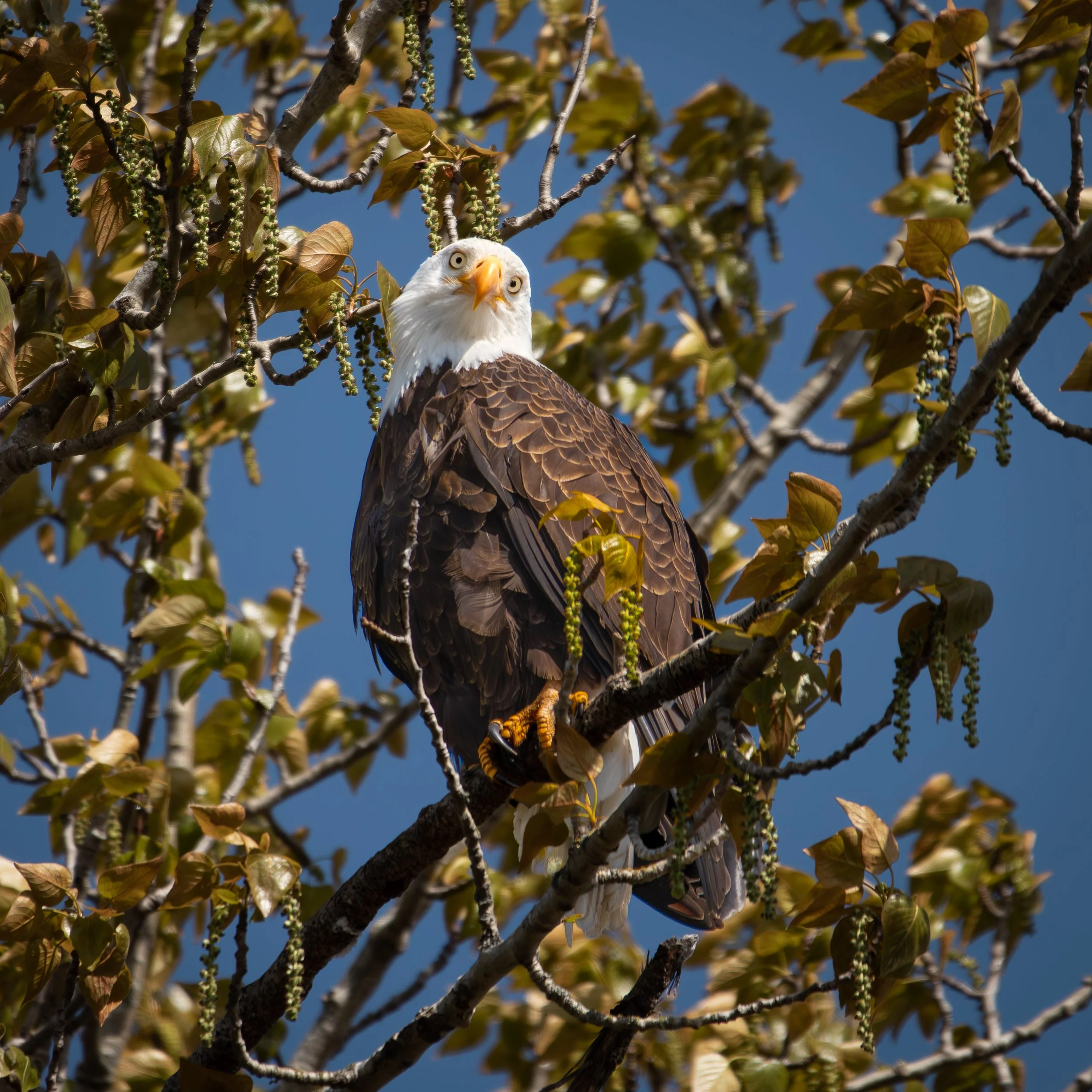 Bald Eagle.jpg