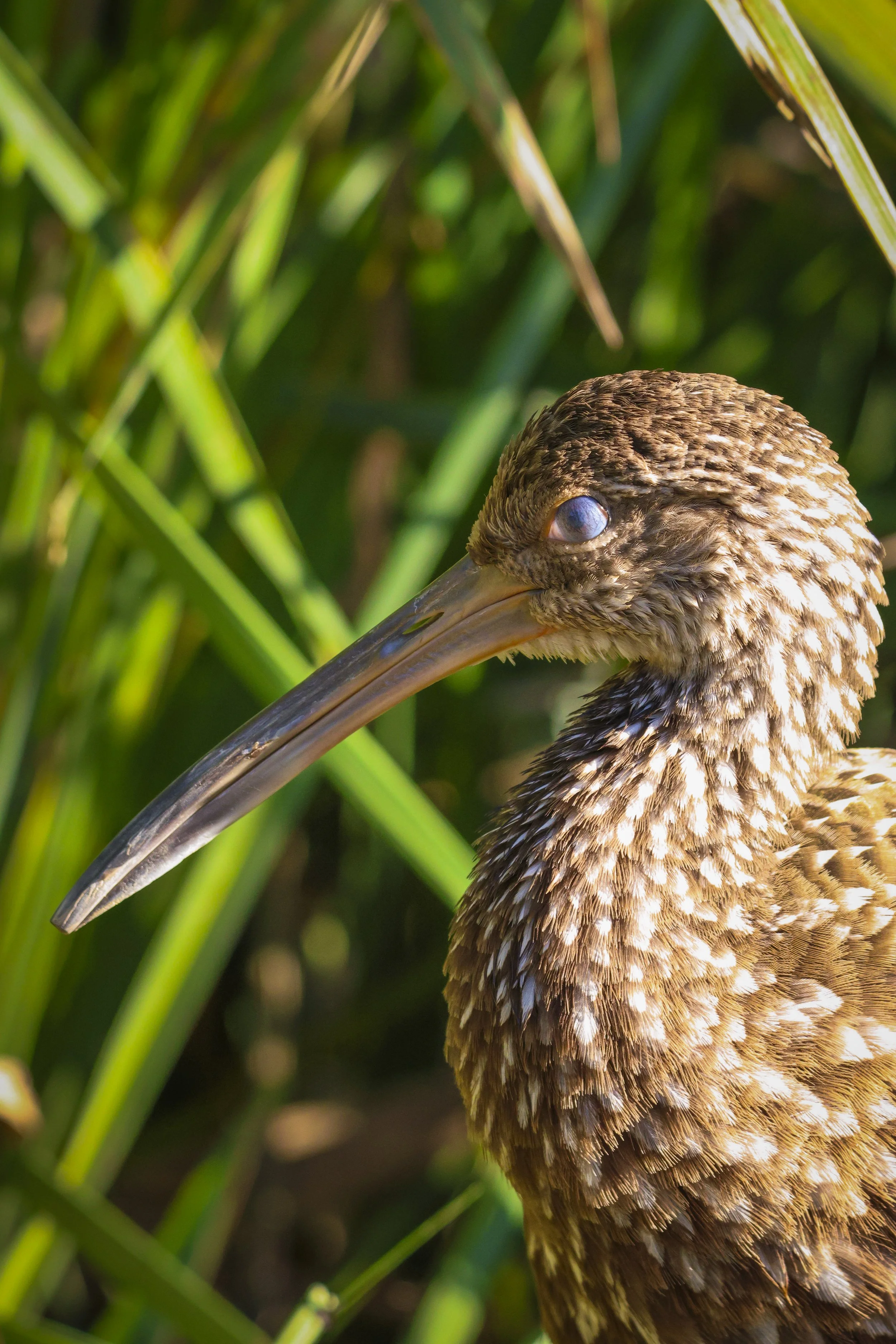 Limpkin 2.jpg