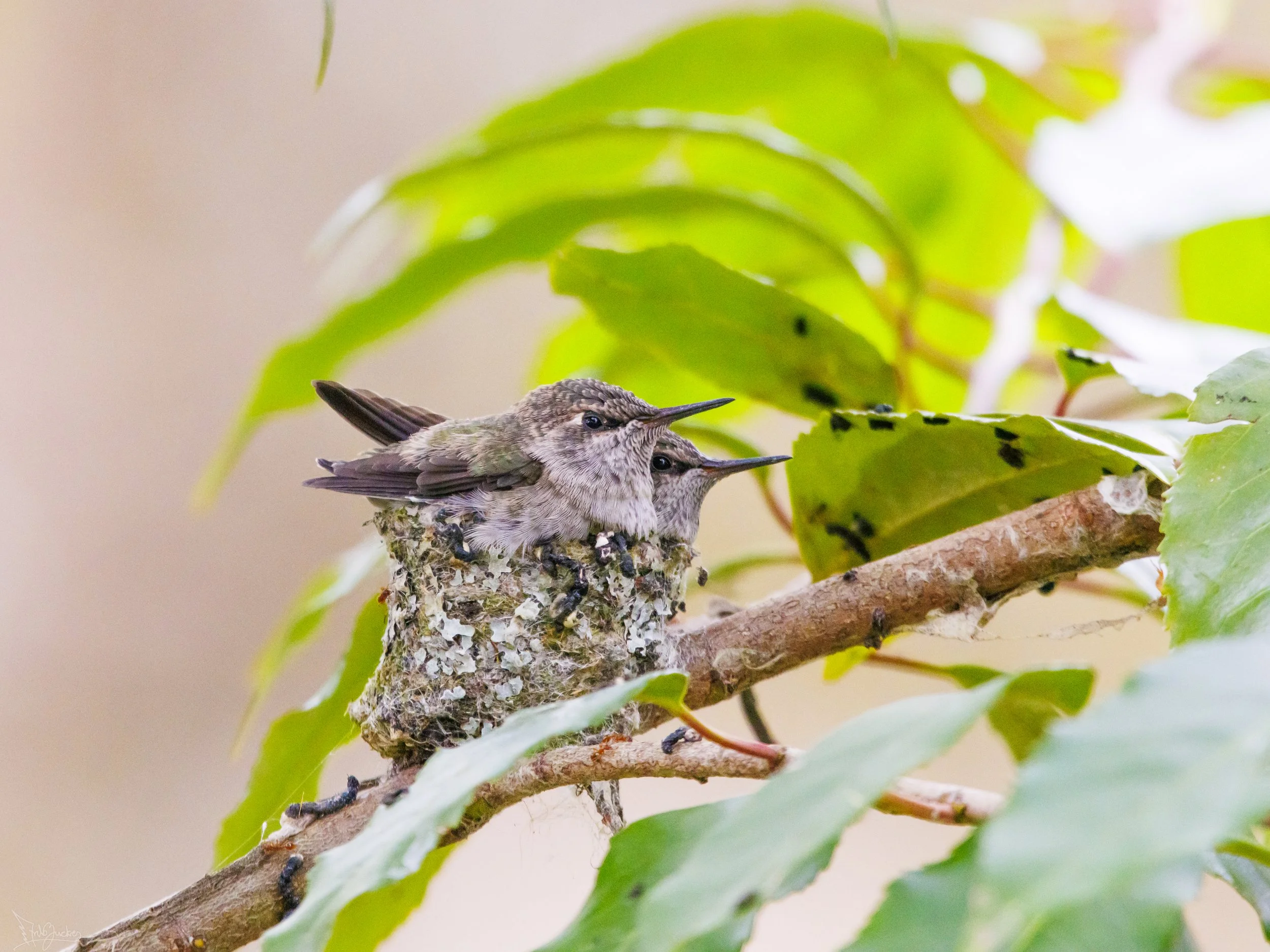 Annas Nest Ant-2.jpg