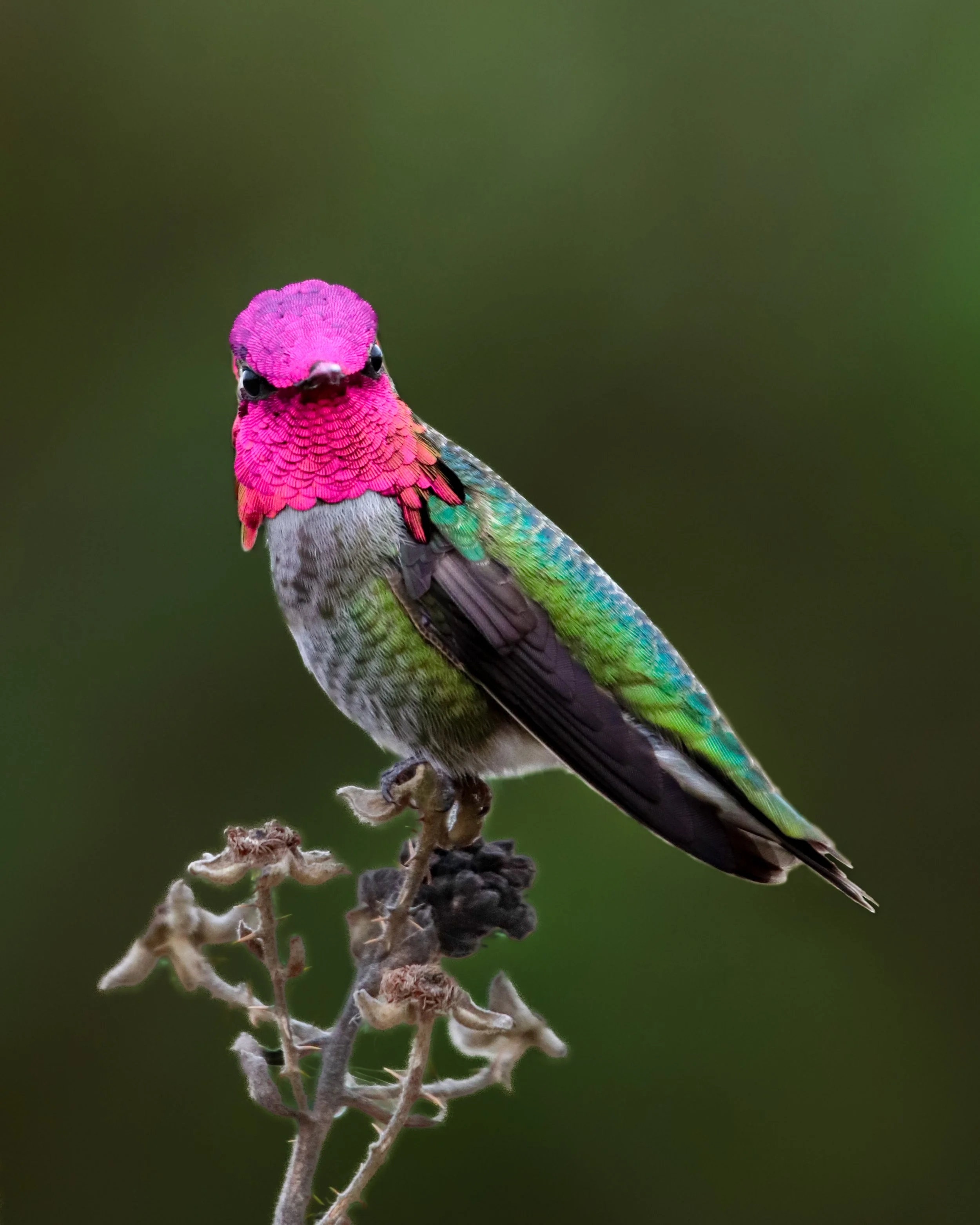 Anna's Looking at camera.jpg