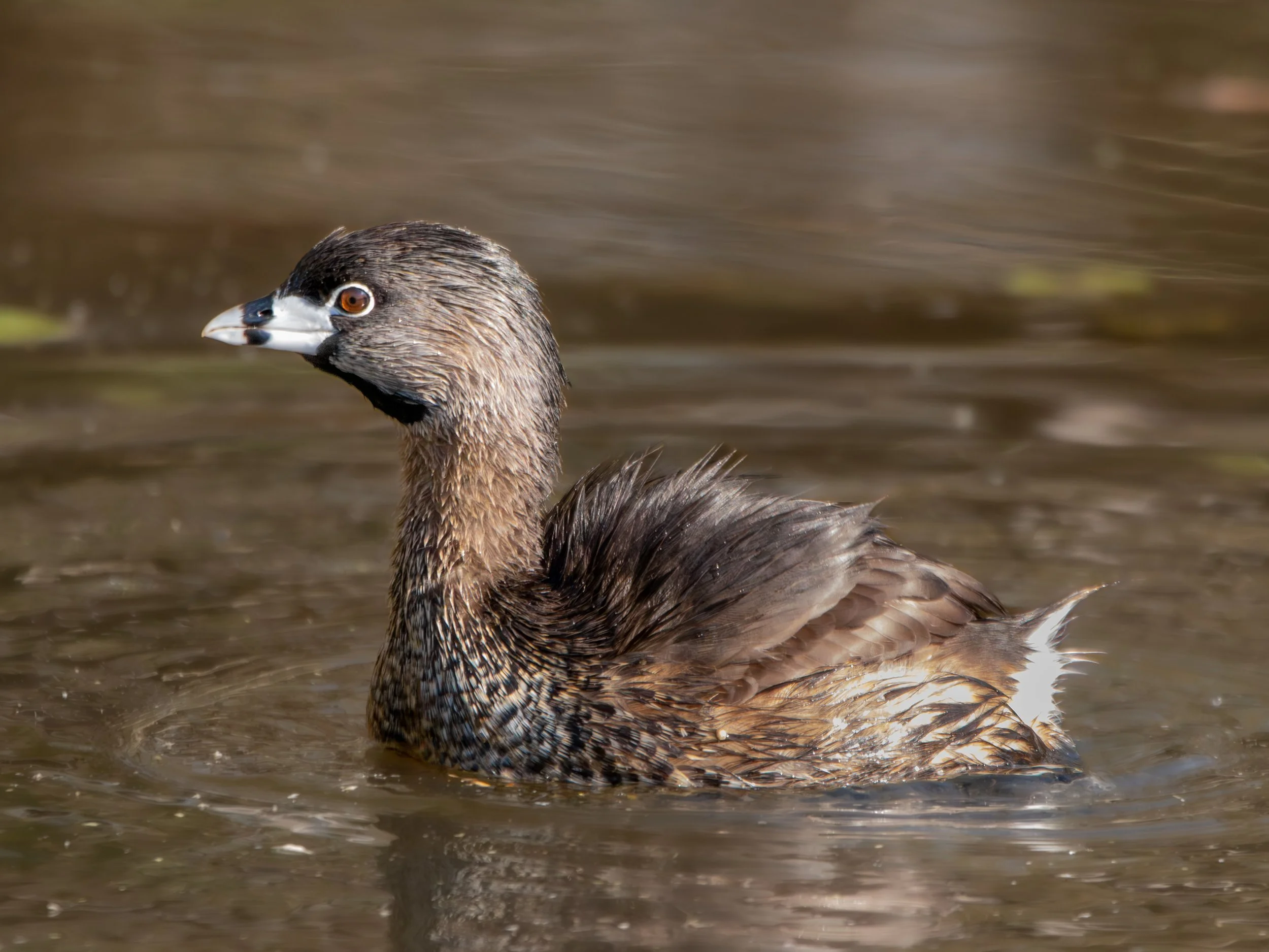 Pied Billed Grebe.jpg