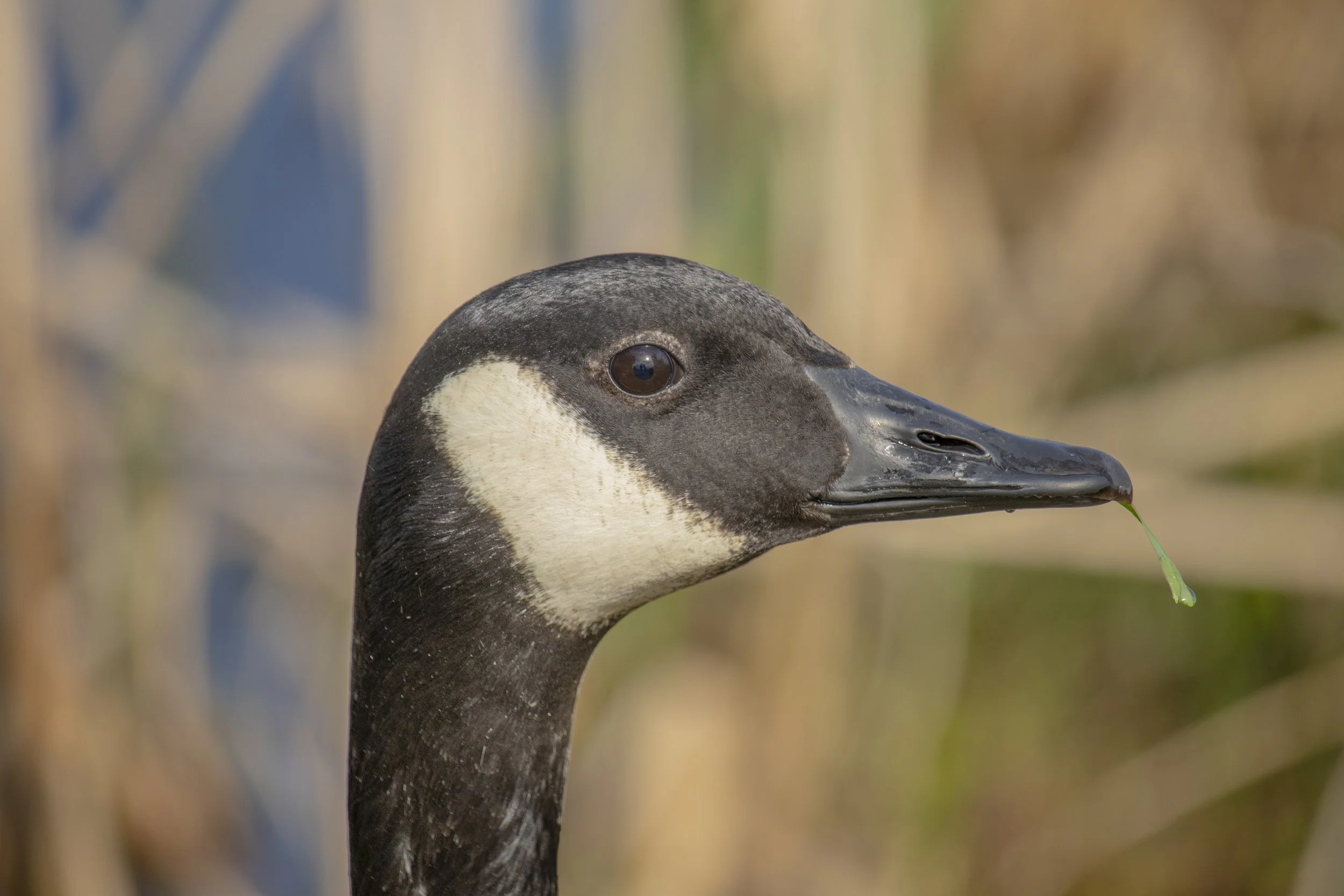 Goose Head.jpg