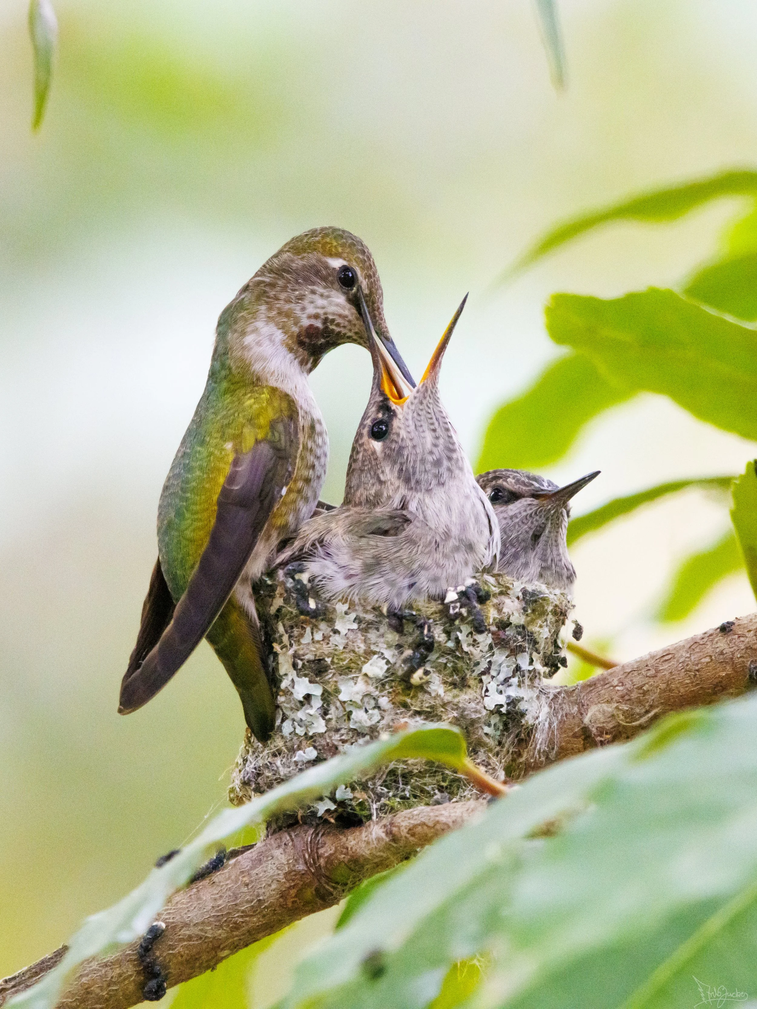 Annas Nest Best-1.jpg