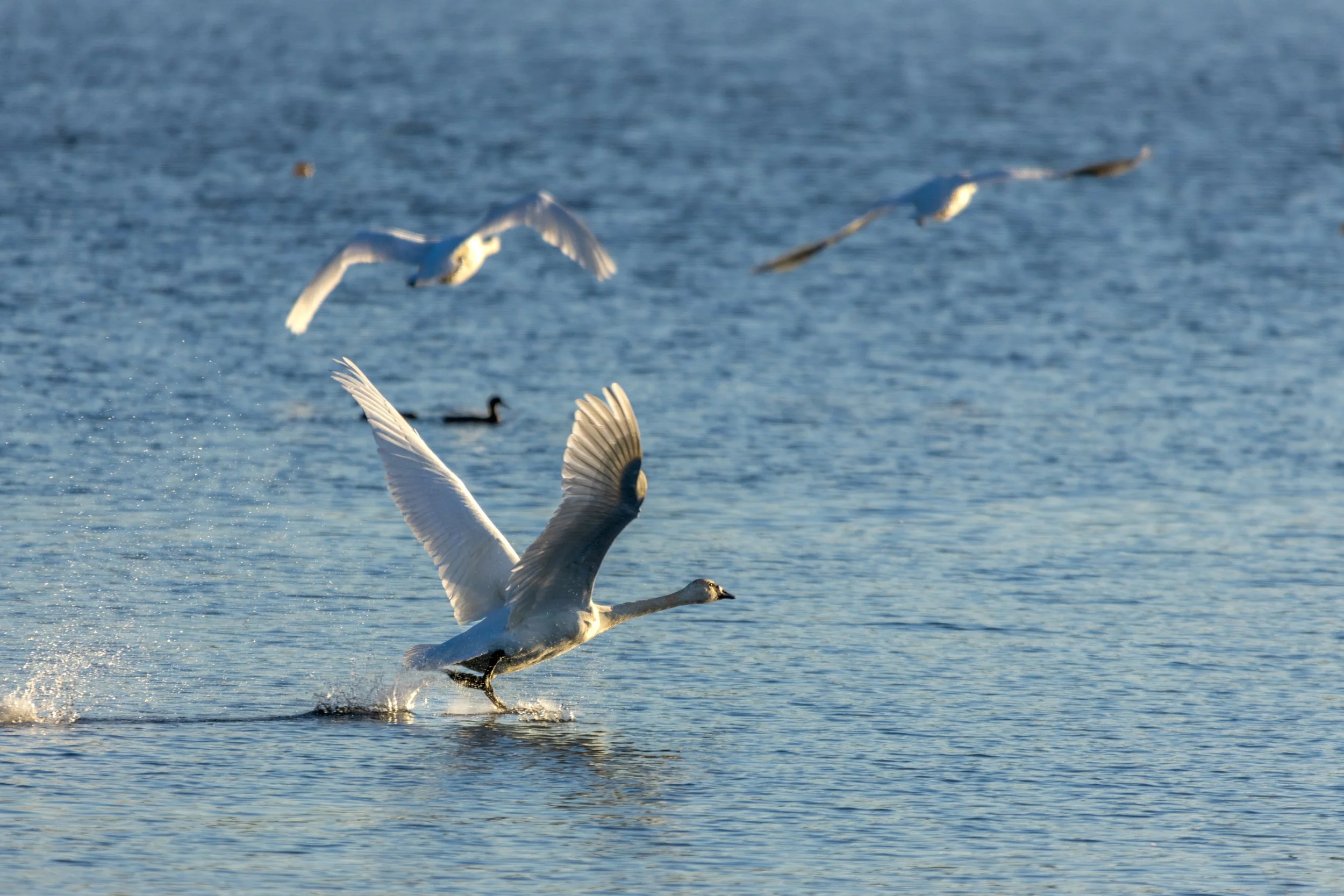 Swan Flight.jpg