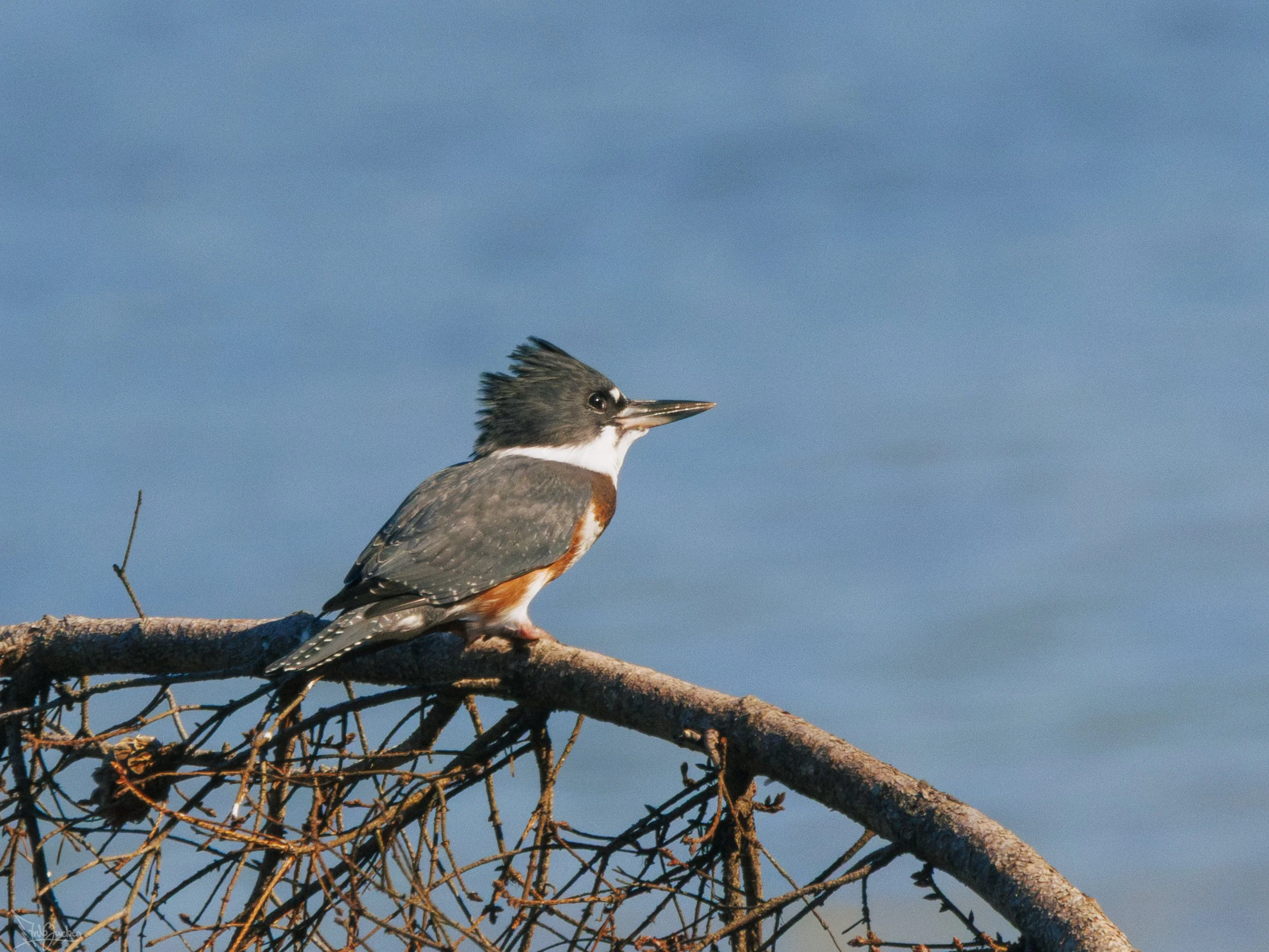 Kingfisher-8.jpg
