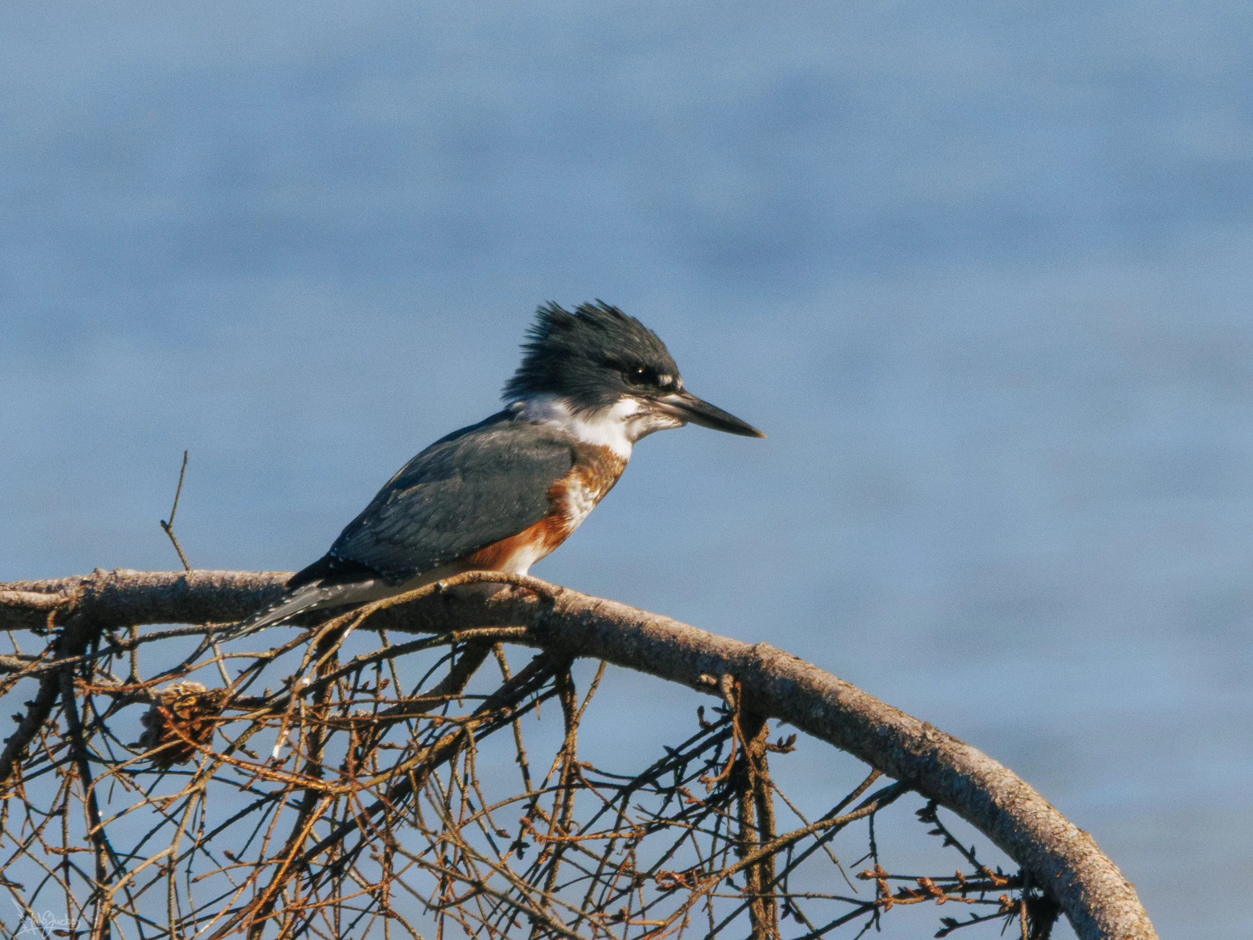 Kingfisher-6.jpg