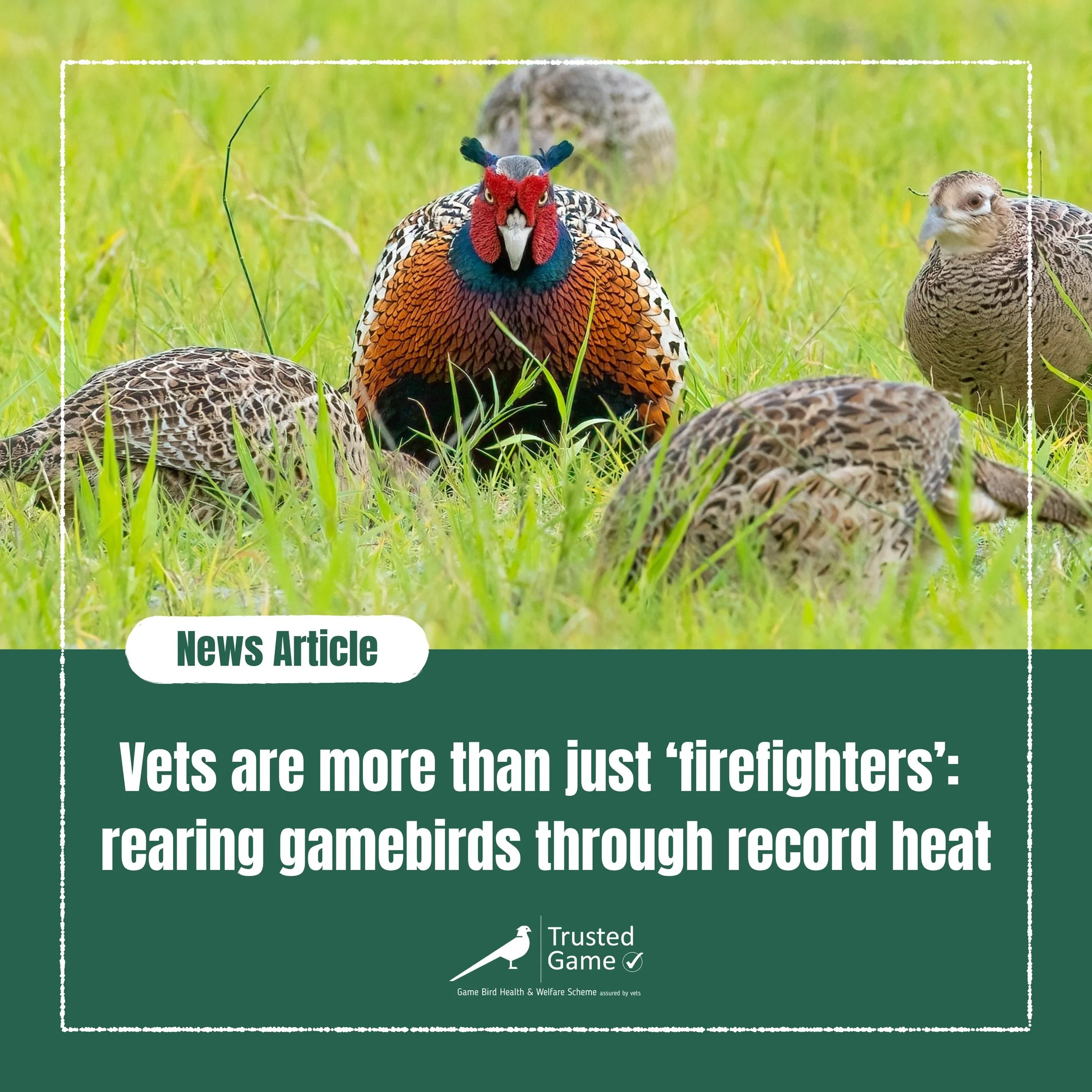 A fantastic article written by Trusted Game director Rita Alves, was published in the Shooting Times last month, focused around the challenges of rearing birds in the record-breaking hot weather this summer ☀️🌡️ 

It was great to see the Trusted Gam